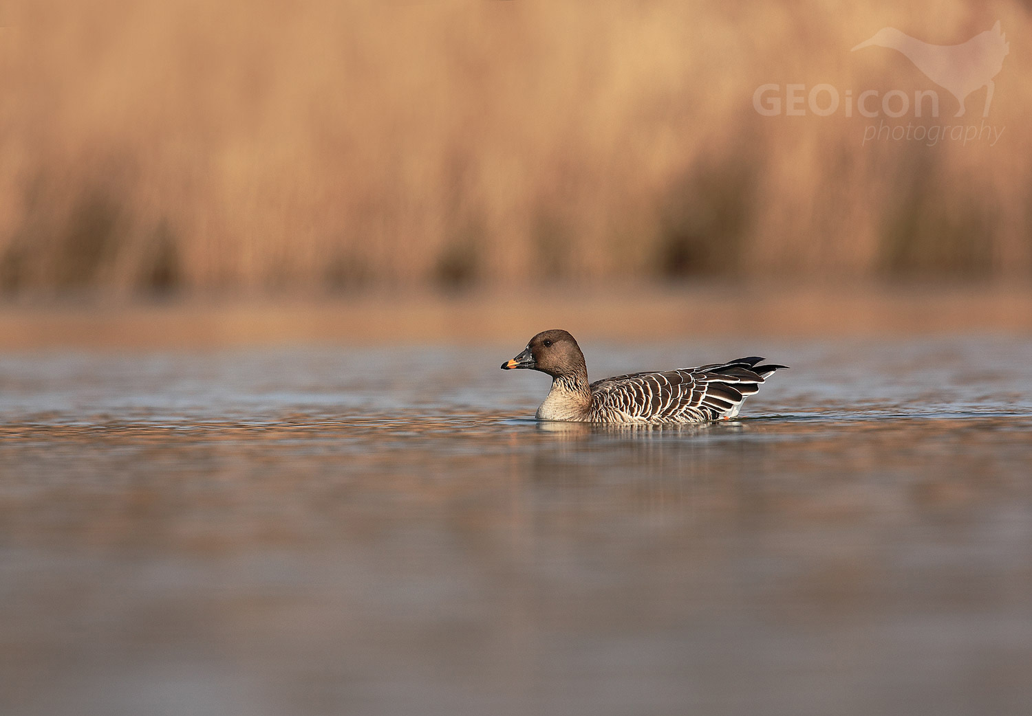 Tundra bean goose / husa tundrová jamalská (Anser serrirostris rossicus)