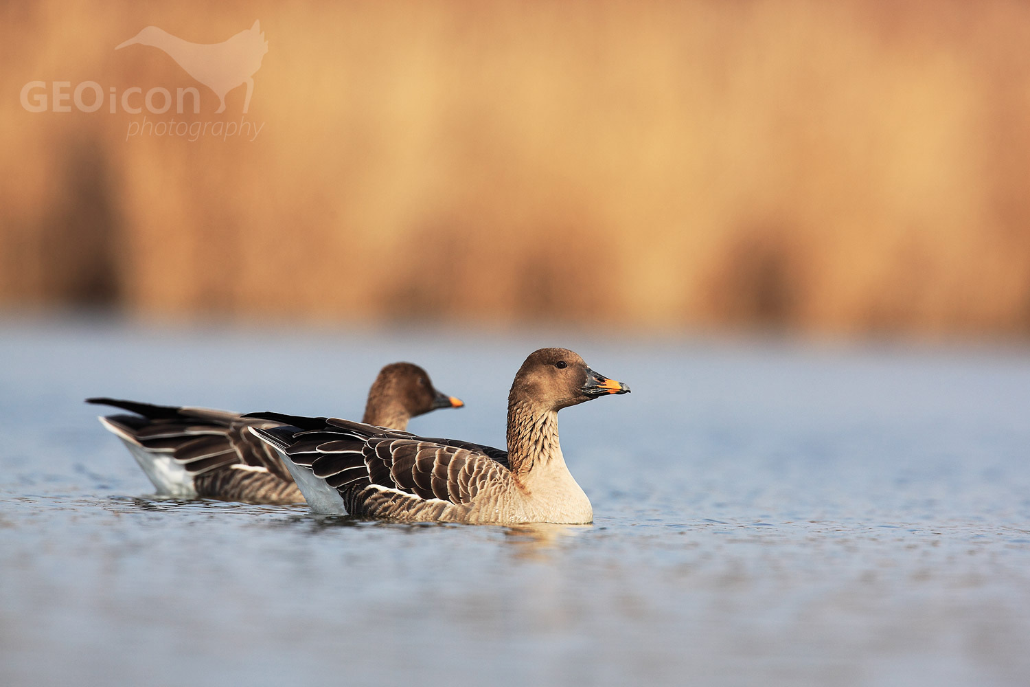 Tundra bean goose / husa tundrová jamalská (Anser serrirostris rossicus)