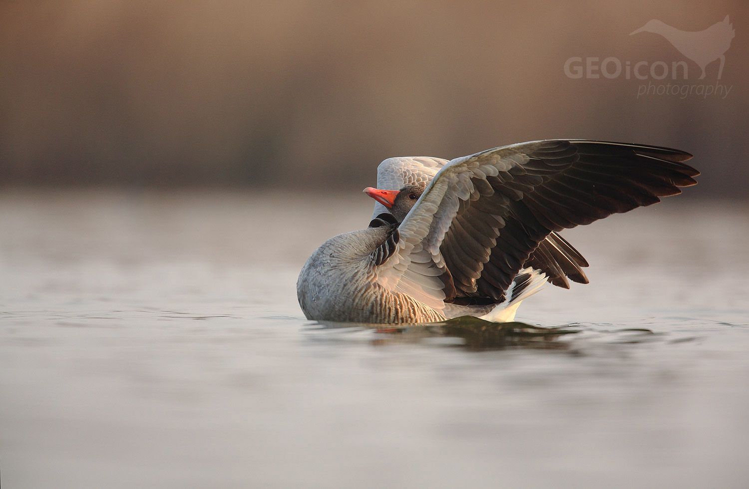Greylag goose / husa velká (Anser anser)