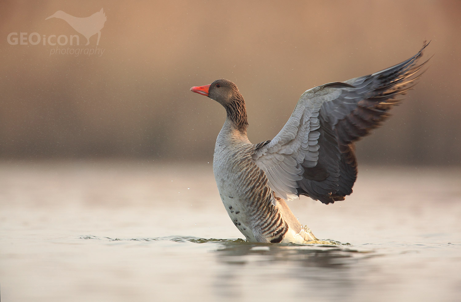 Greylag goose / husa velká (Anser anser)