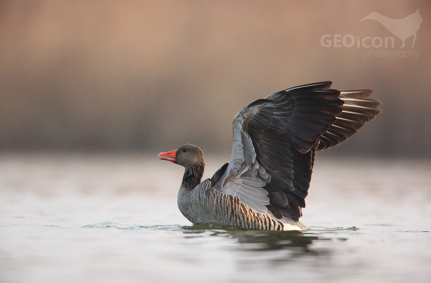 Greylag goose / husa velká (Anser anser)