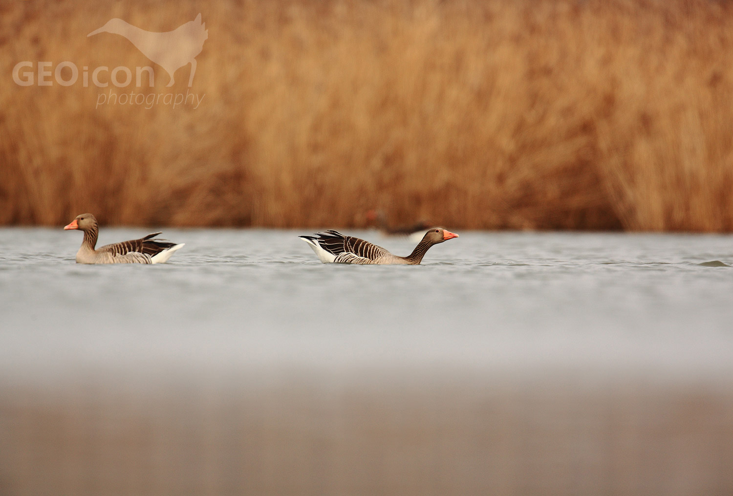 Greylag goose / husa velká (Anser anser)