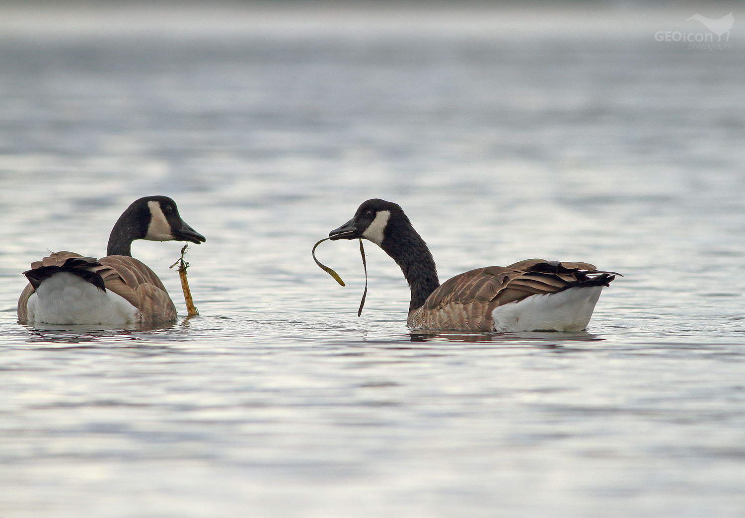 Canada goose / berneška velká (Branta canadensis)