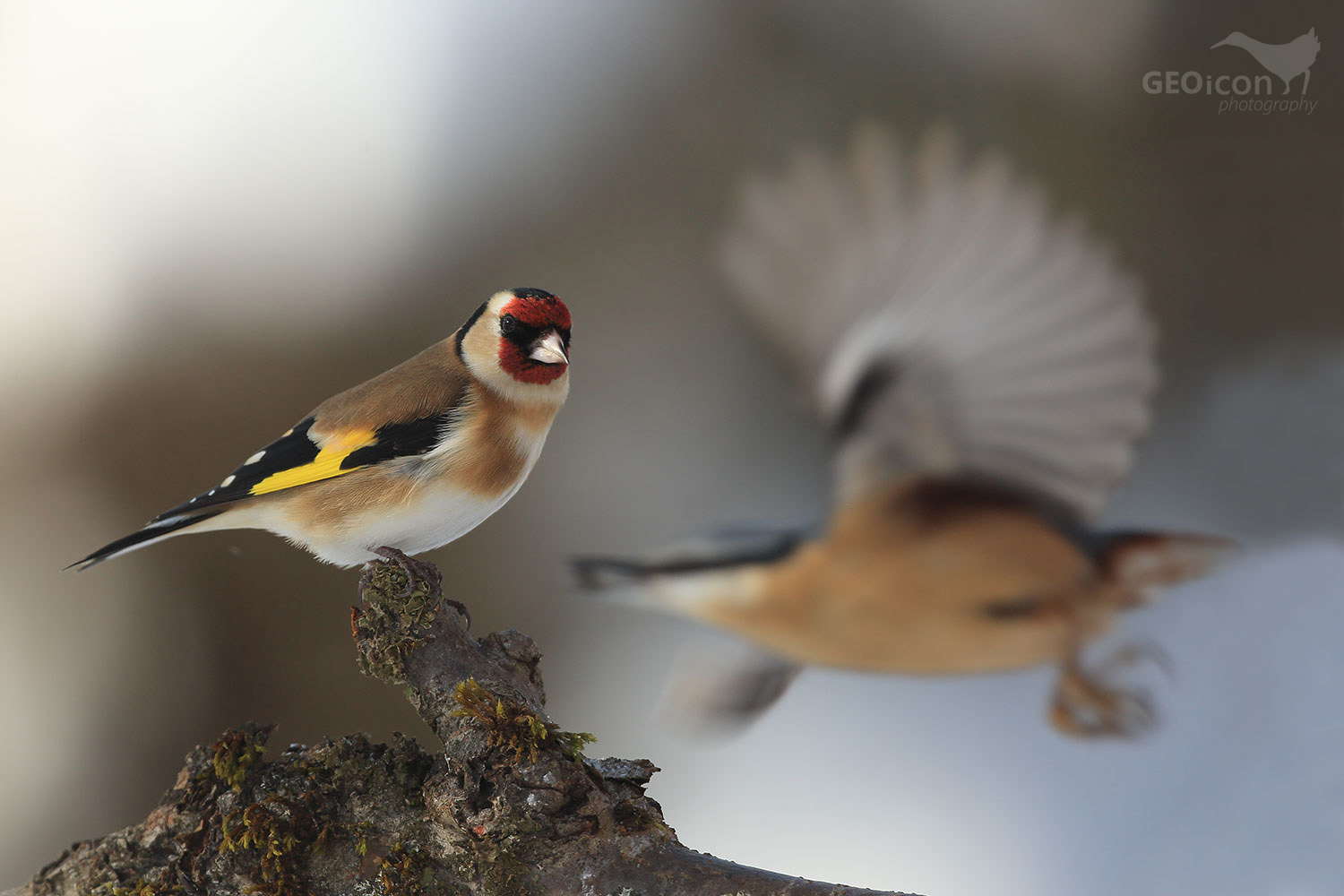 Goldfinch /stehlík obecný (Carduelis carduelis)
