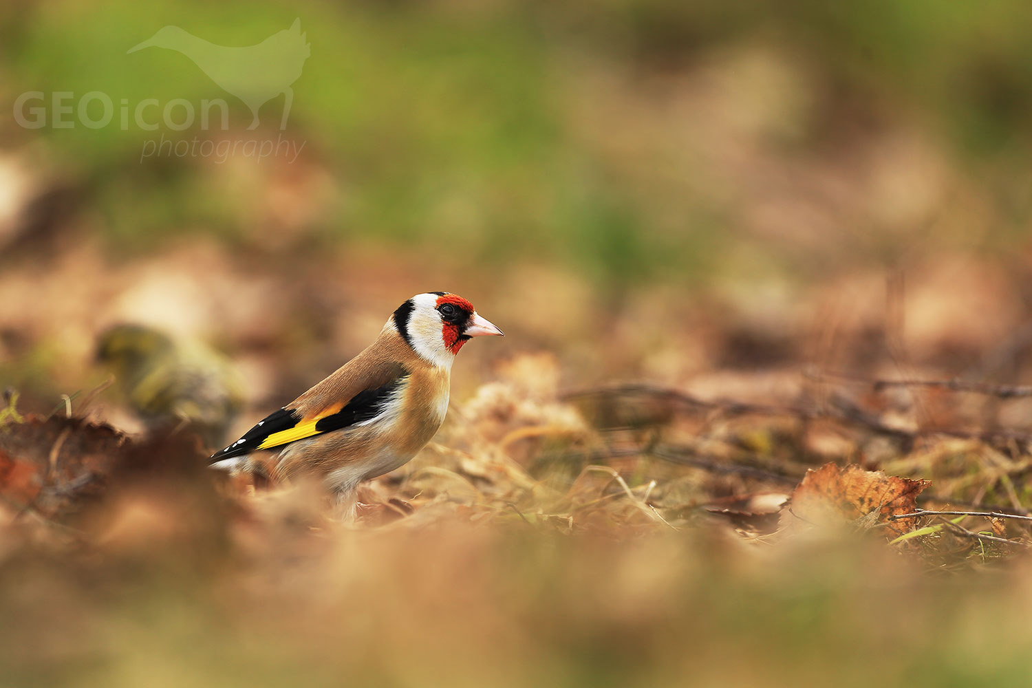 Goldfinch /stehlík obecný (Carduelis carduelis)