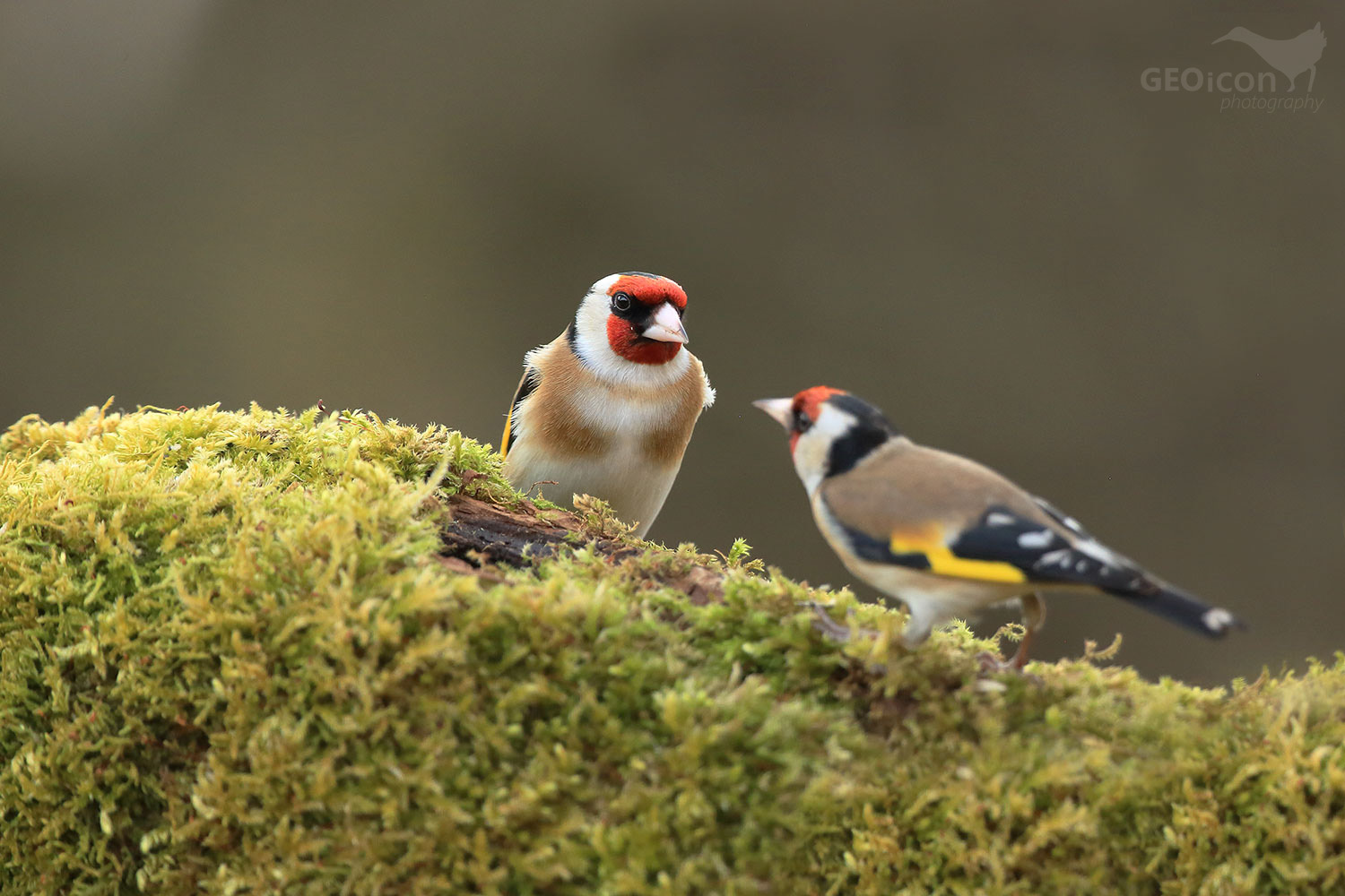 Goldfinch /stehlík obecný (Carduelis carduelis)