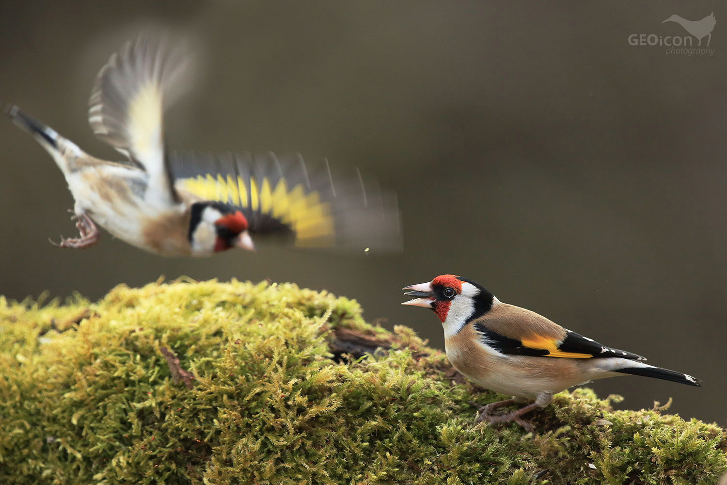 Goldfinch /stehlík obecný (Carduelis carduelis)