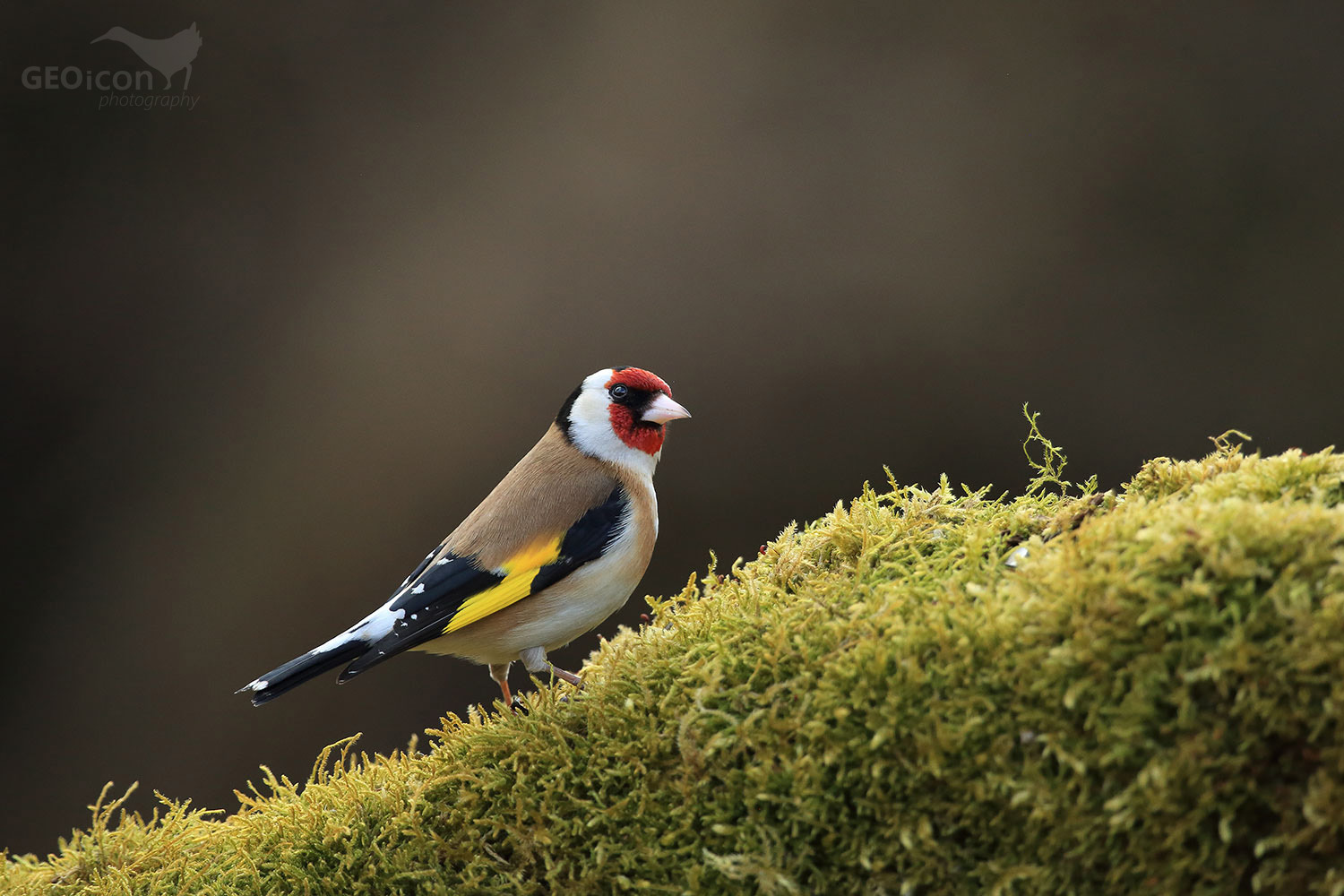 Goldfinch /stehlík obecný (Carduelis carduelis)