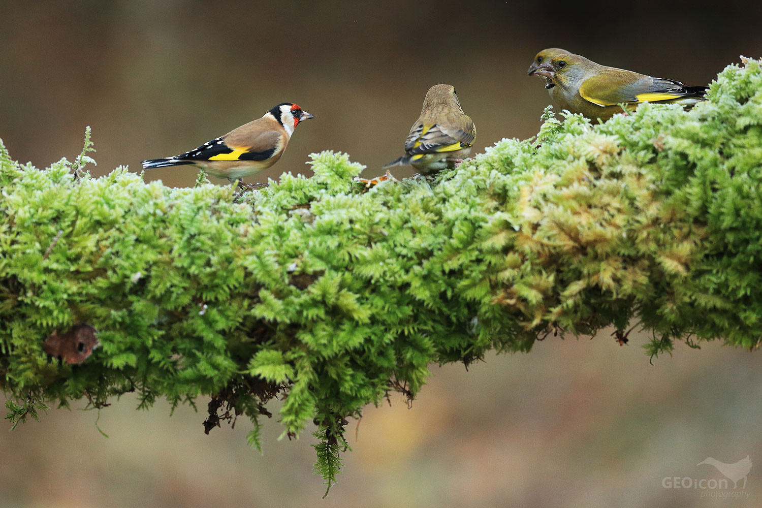 Goldfinch /stehlík obecný (Carduelis carduelis)