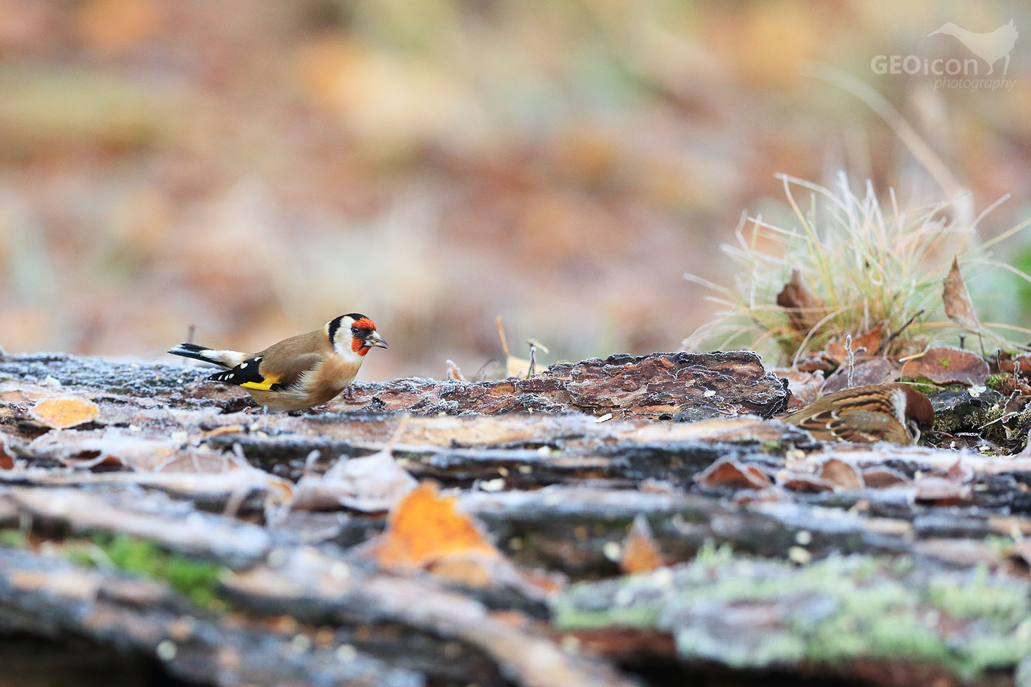 Goldfinch /stehlík obecný (Carduelis carduelis)