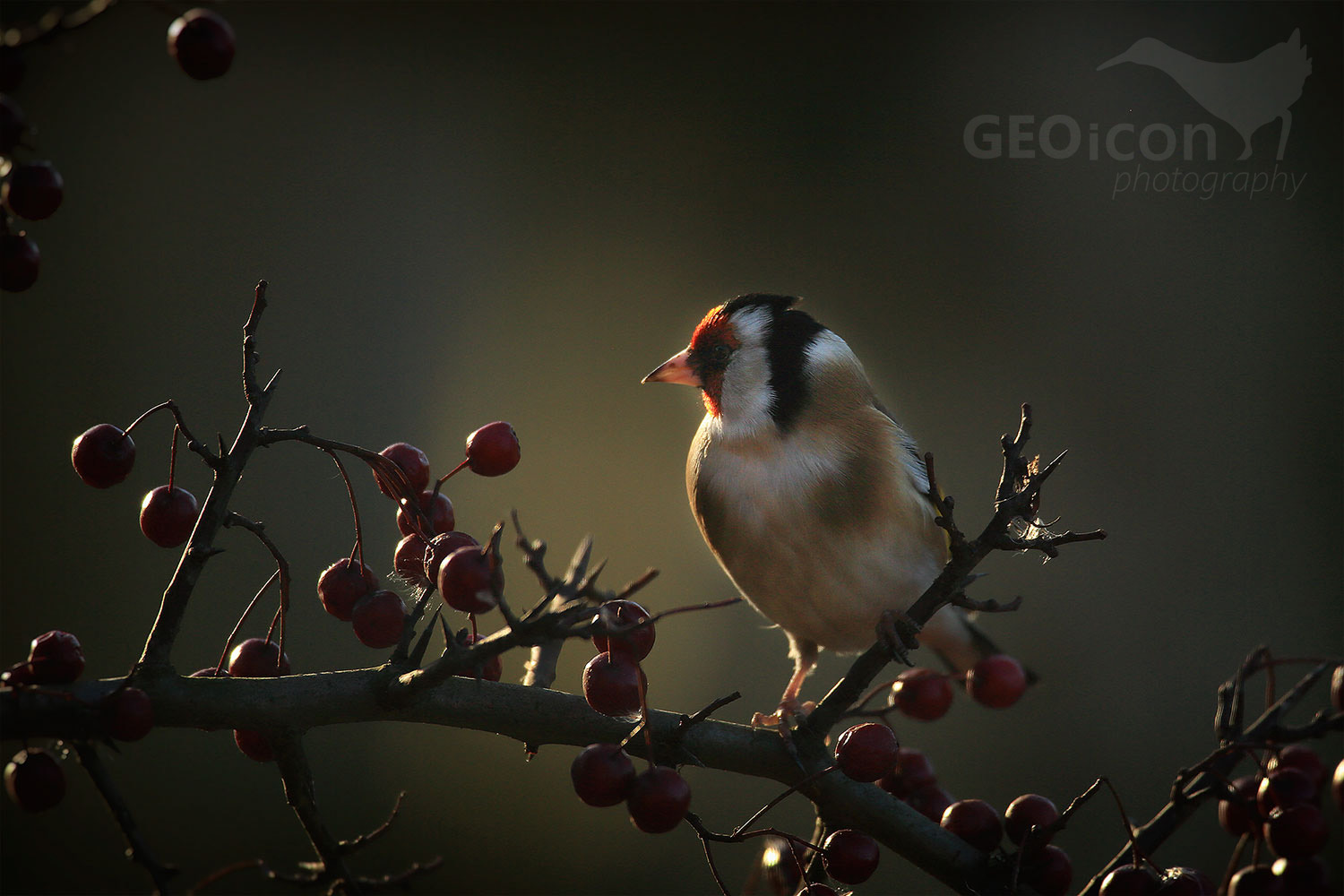 Goldfinch /stehlík obecný (Carduelis carduelis)