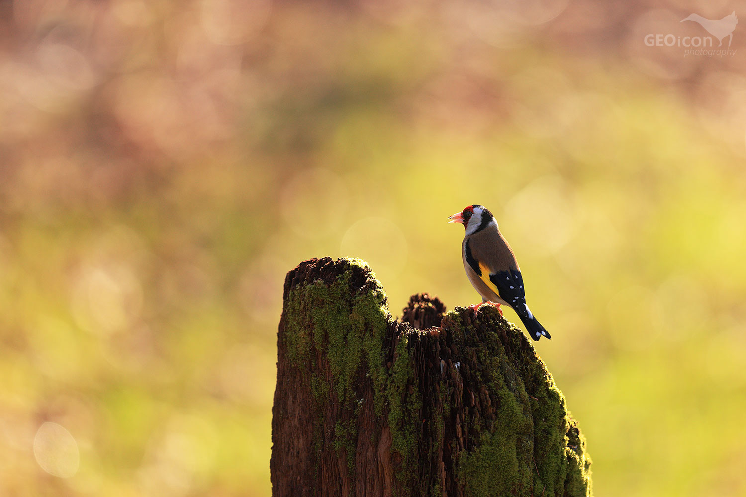 Goldfinch /stehlík obecný (Carduelis carduelis)