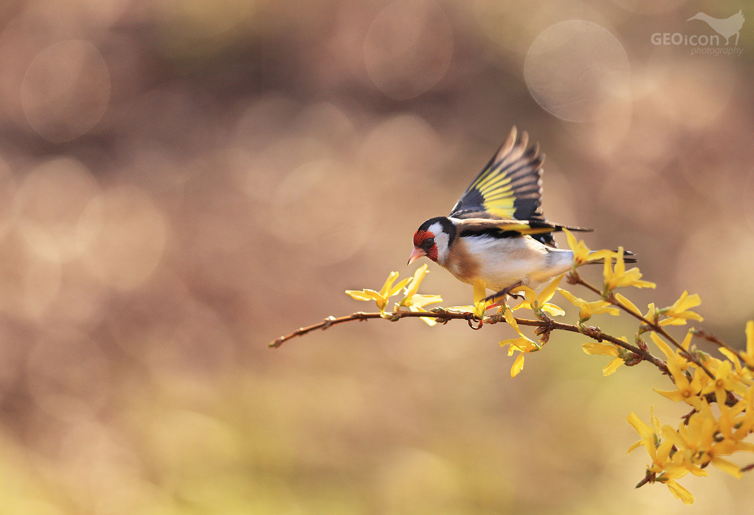 Goldfinch /stehlík obecný (Carduelis carduelis)