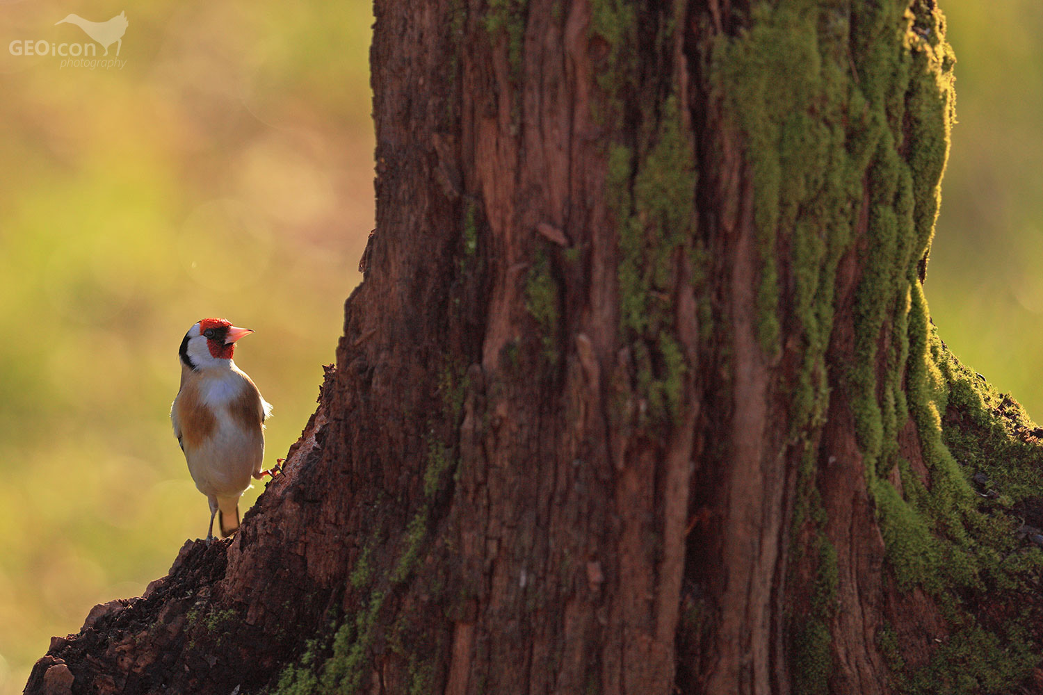 Goldfinch /stehlík obecný (Carduelis carduelis)