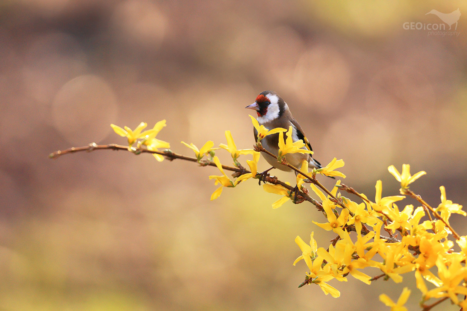 Goldfinch /stehlík obecný (Carduelis carduelis)