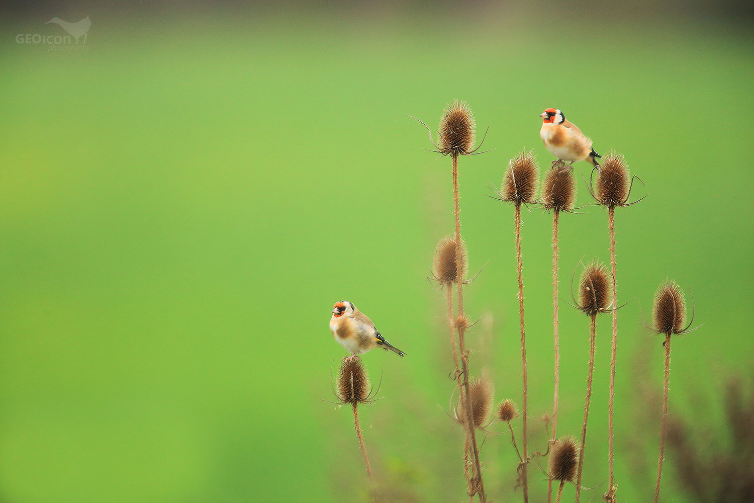 Goldfinch /stehlík obecný (Carduelis carduelis)