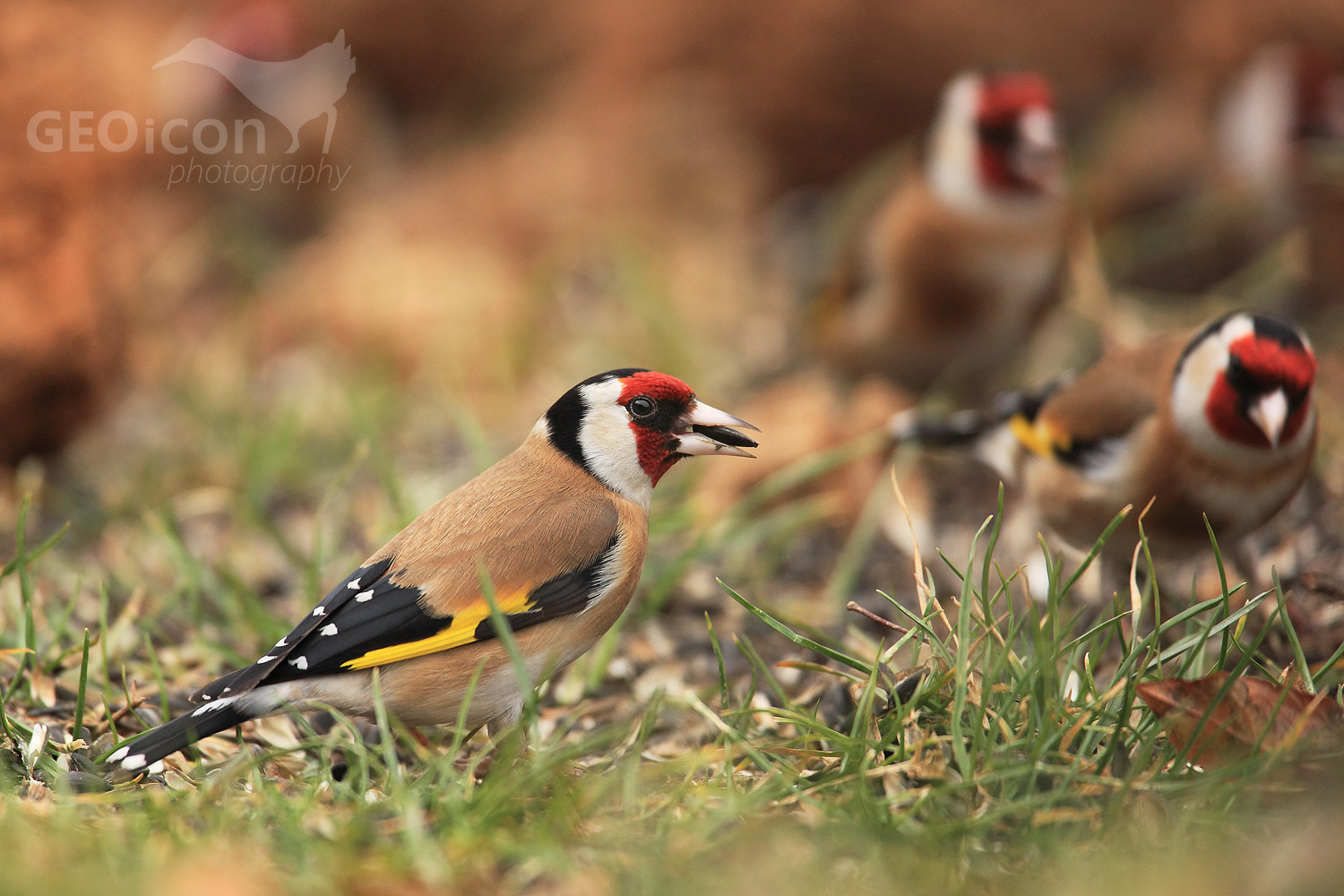 Goldfinch /stehlík obecný (Carduelis carduelis)