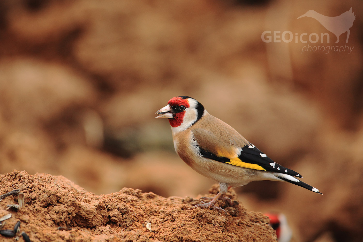 Goldfinch /stehlík obecný (Carduelis carduelis)