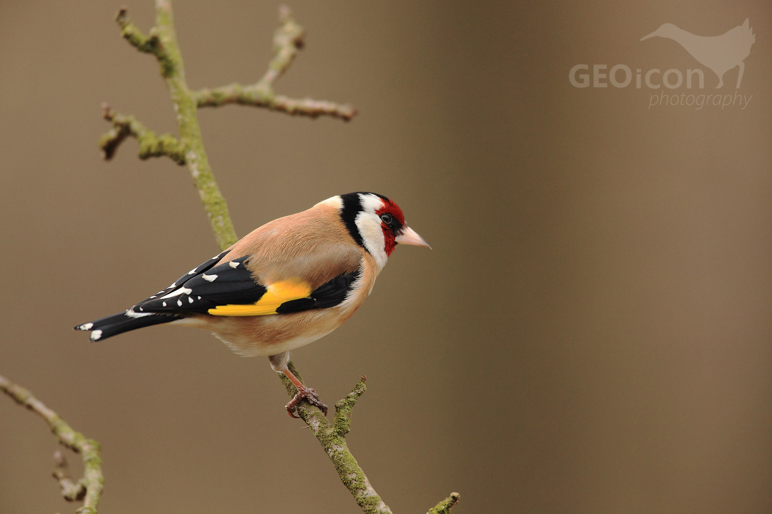 Goldfinch /stehlík obecný (Carduelis carduelis)
