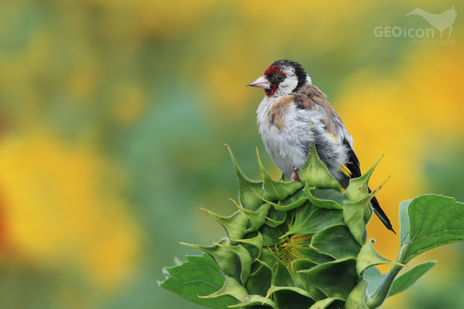 Goldfinch /stehlík obecný (Carduelis carduelis)