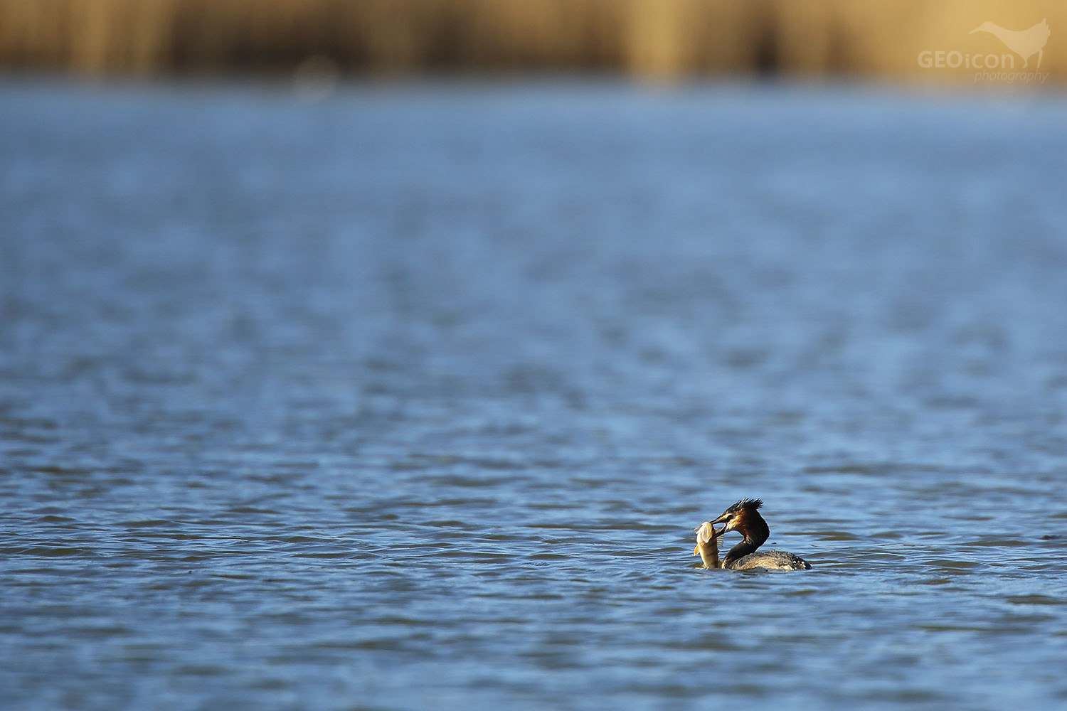 Great crested grebe / potápka roháč (Podiceps cristatus)