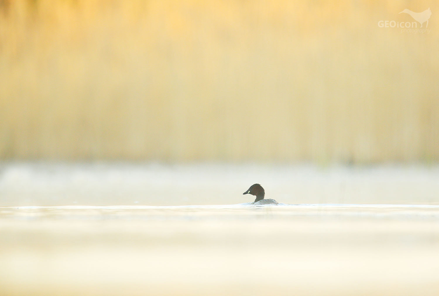 Little grebe / potápka malá (Tachybaptus ruficollis)