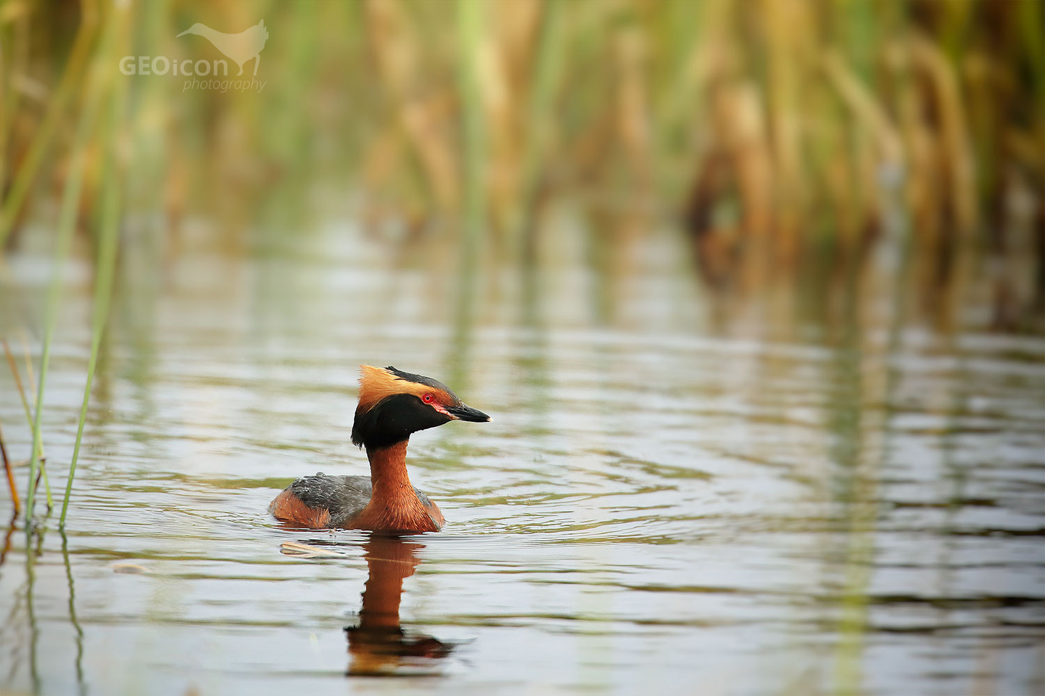 Horned grebe / potápka žlutorohá (Podiceps auritus)