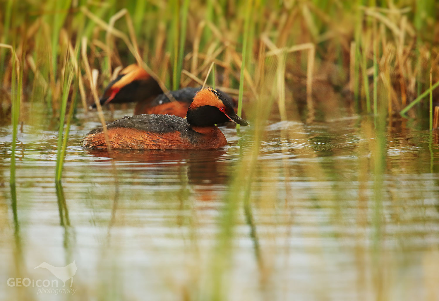 Horned grebe / potápka žlutorohá (Podiceps auritus)