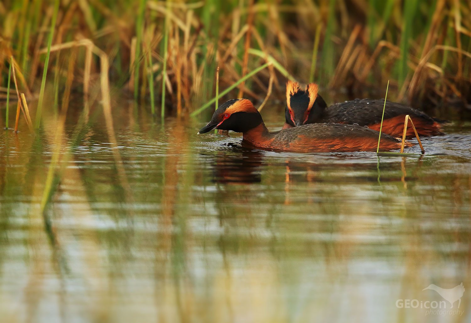 Horned grebe / potápka žlutorohá (Podiceps auritus)