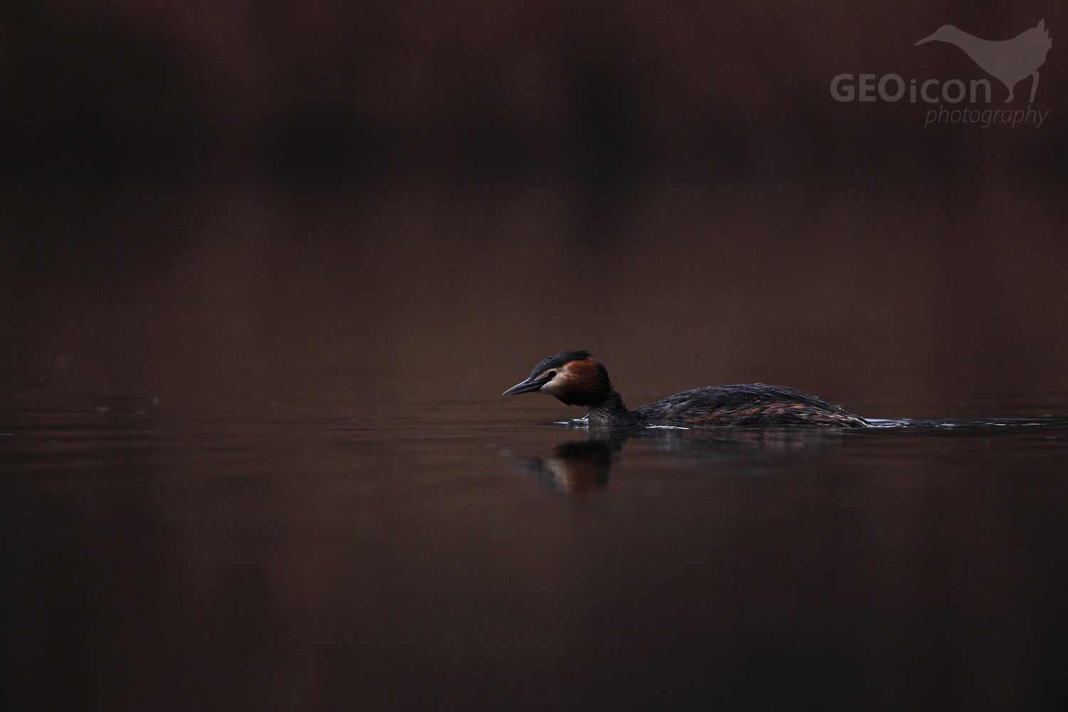 Great crested grebe / potápka roháč (Podiceps cristatus)