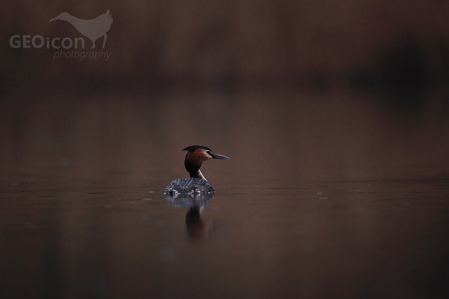 Great crested grebe / potápka roháč (Podiceps cristatus)