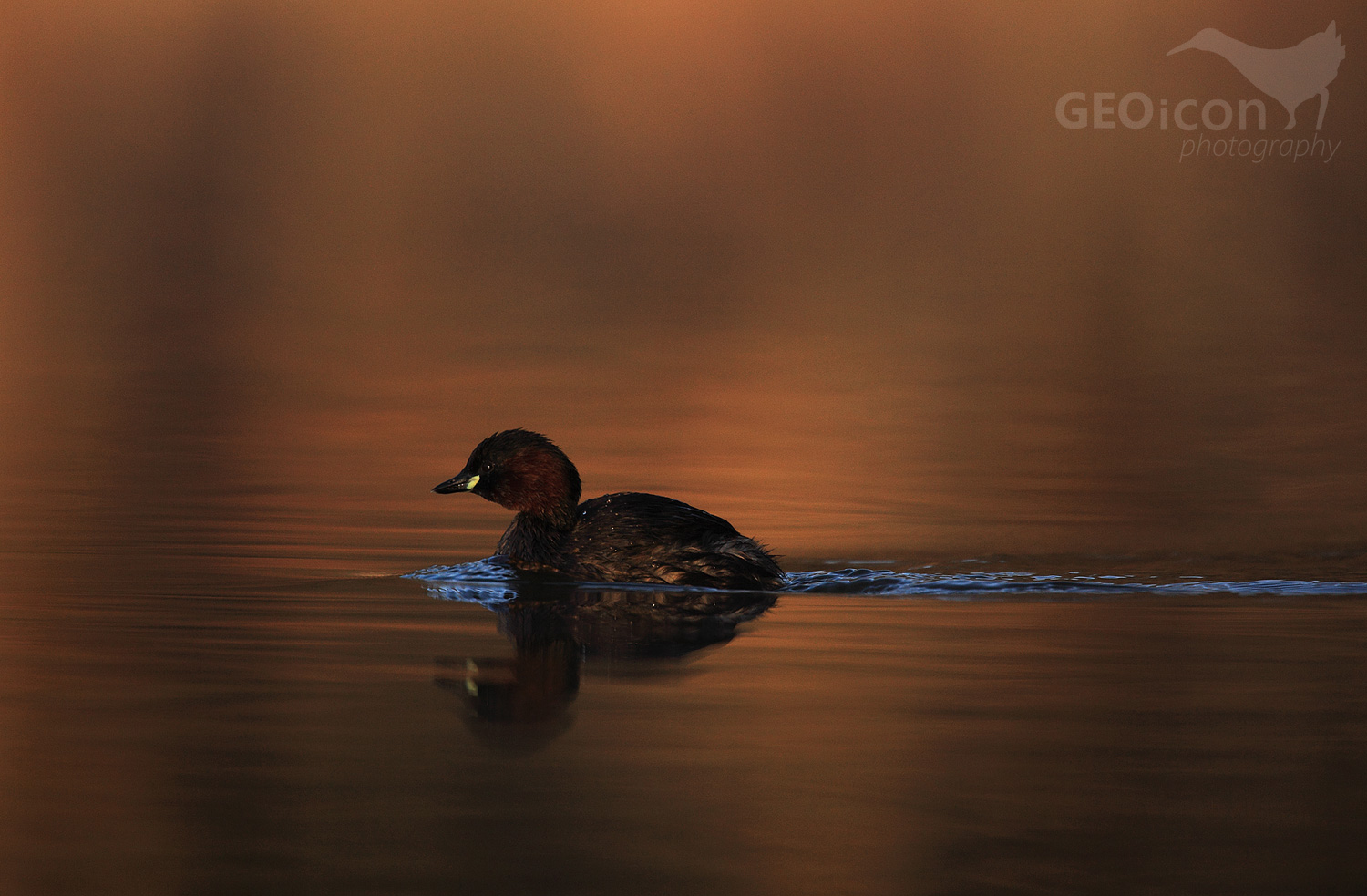 Little grebe / potápka malá (Tachybaptus ruficollis)