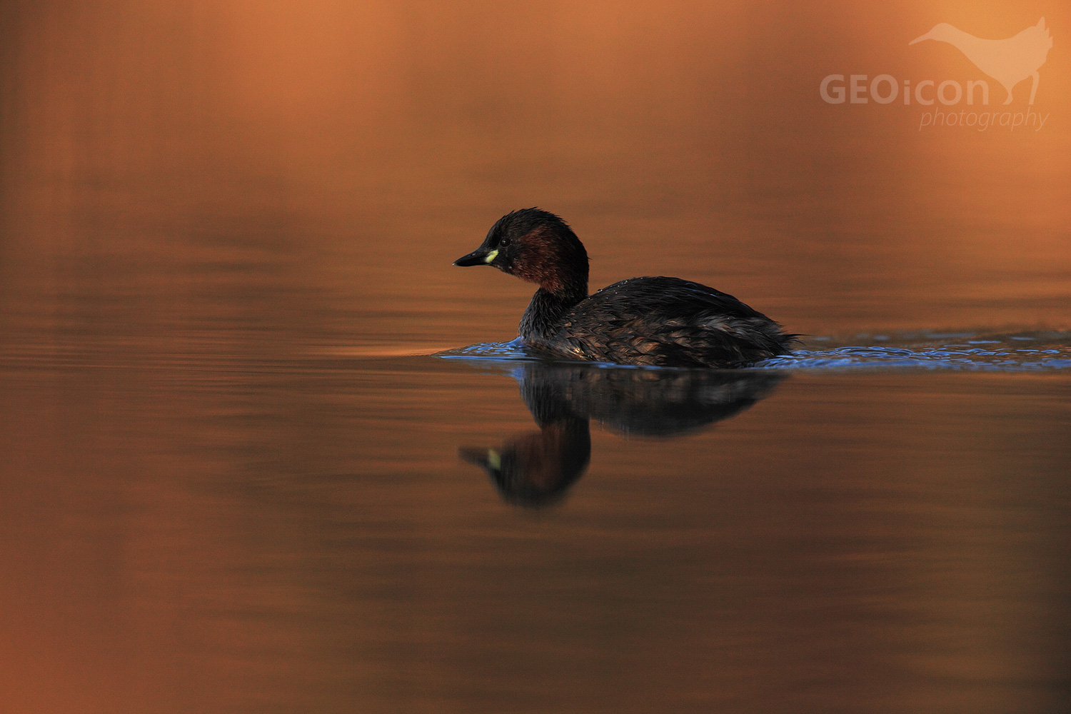 Little grebe / potápka malá (Tachybaptus ruficollis)