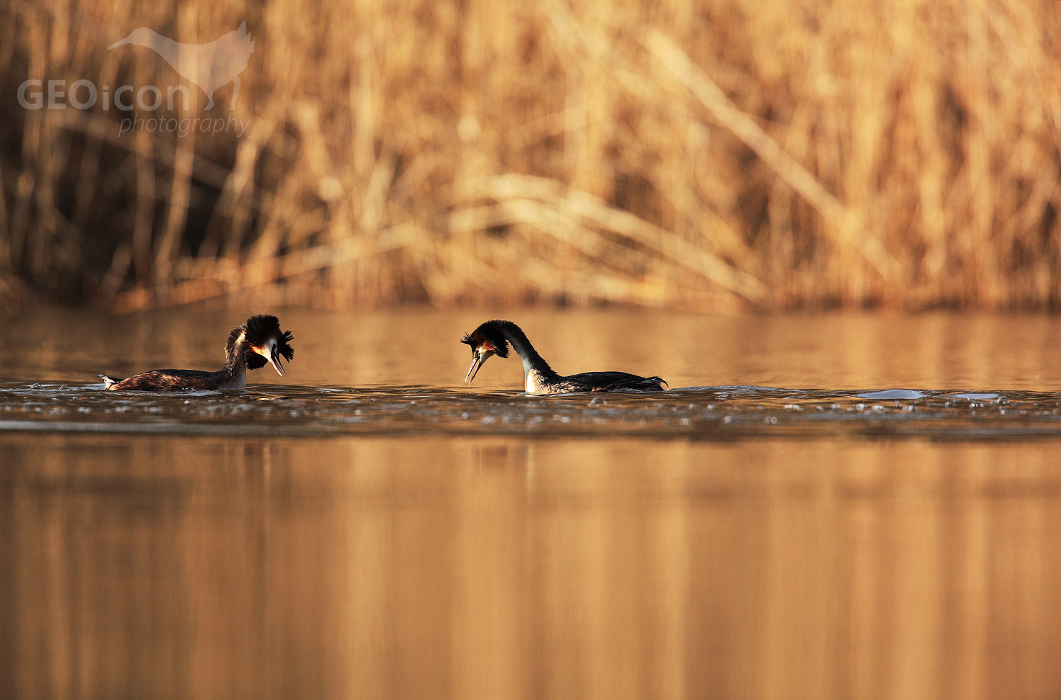 Great crested grebe / potápka roháč (Podiceps cristatus)