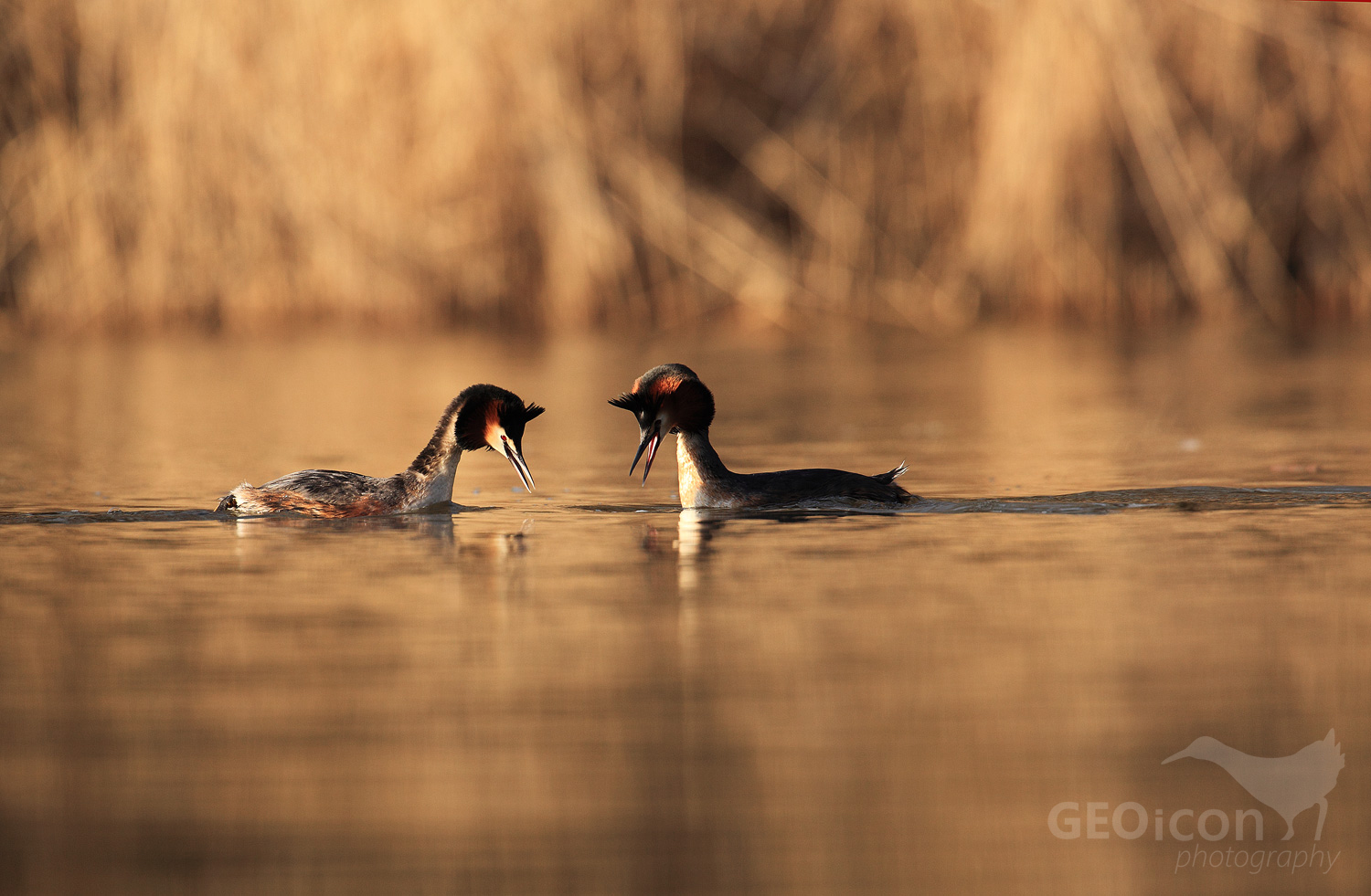 Great crested grebe / potápka roháč (Podiceps cristatus)