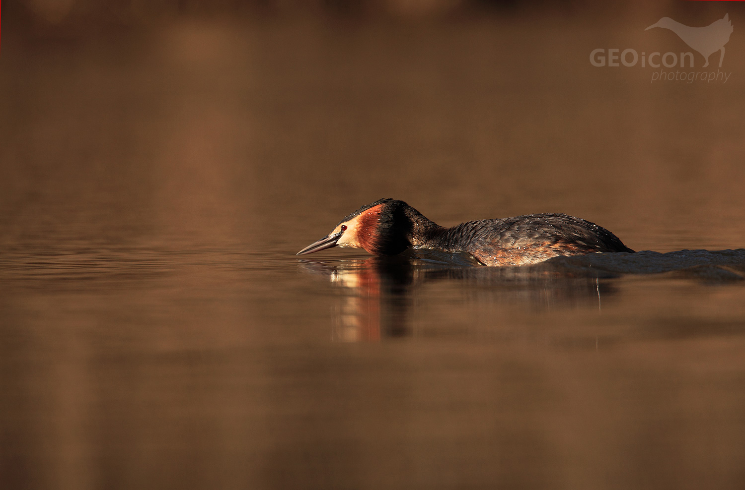 Great crested grebe / potápka roháč (Podiceps cristatus)