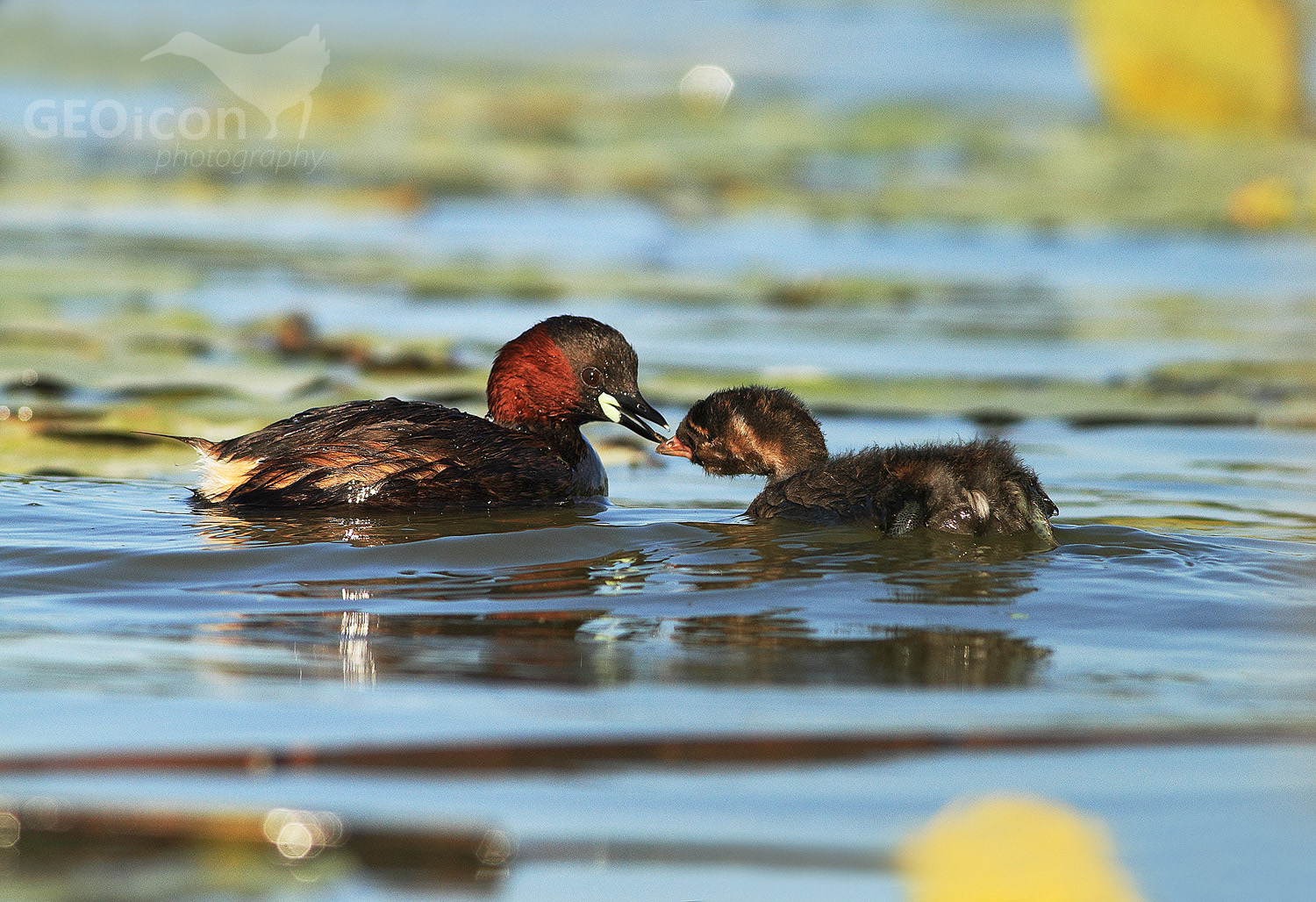 Little grebe / potápka malá (Tachybaptus ruficollis)