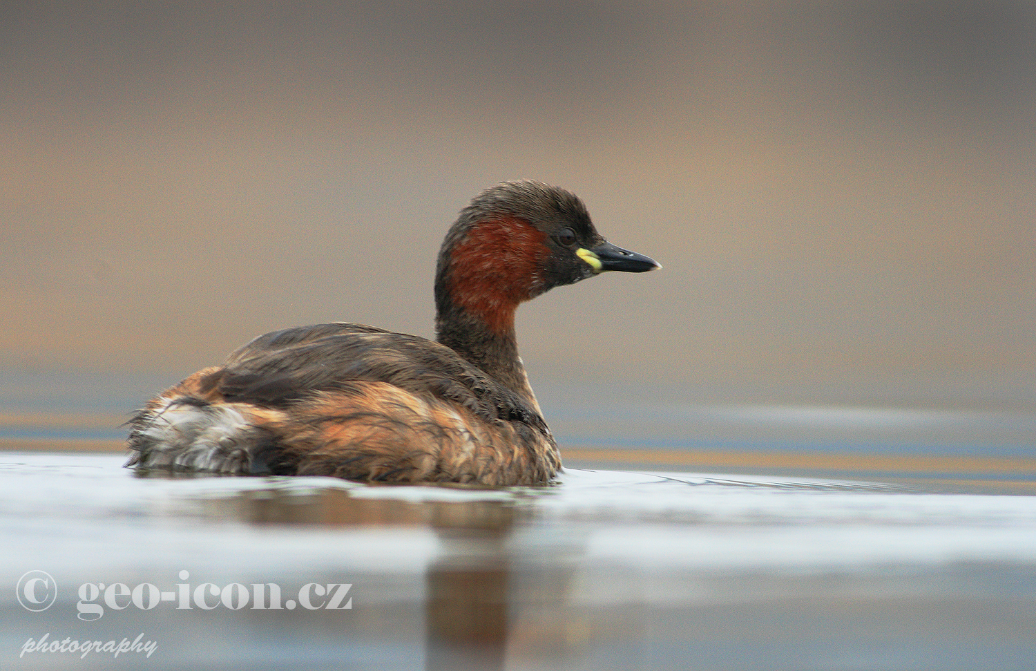 Little grebe / potápka malá (Tachybaptus ruficollis)