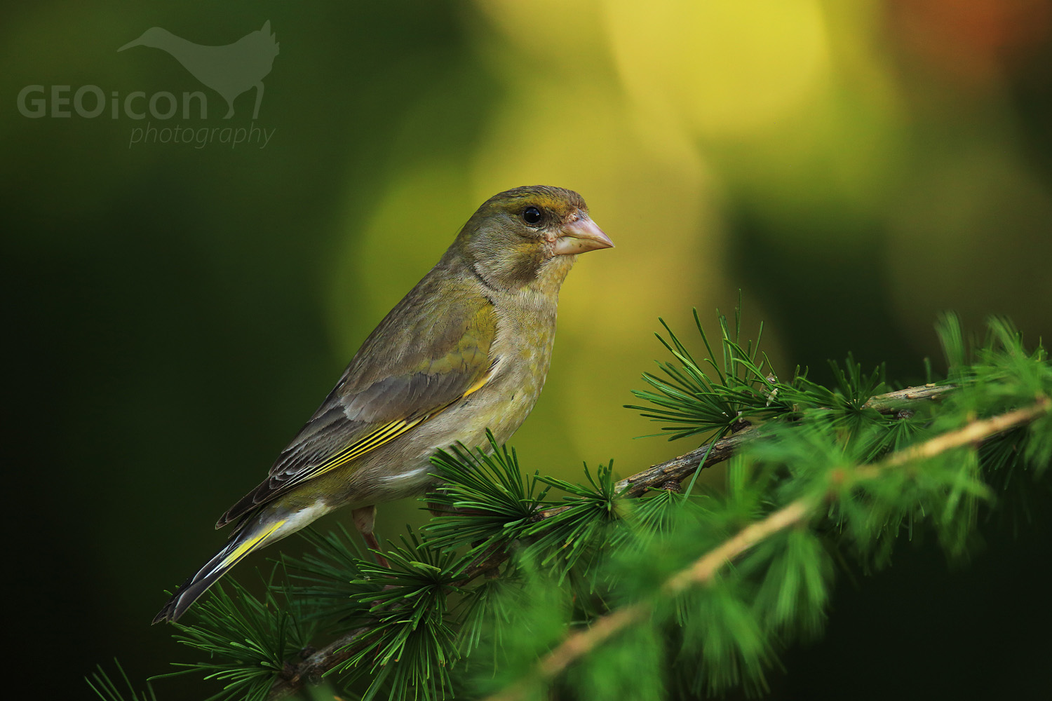 Greenfinch / zvonek zelený (Carduelis chloris)