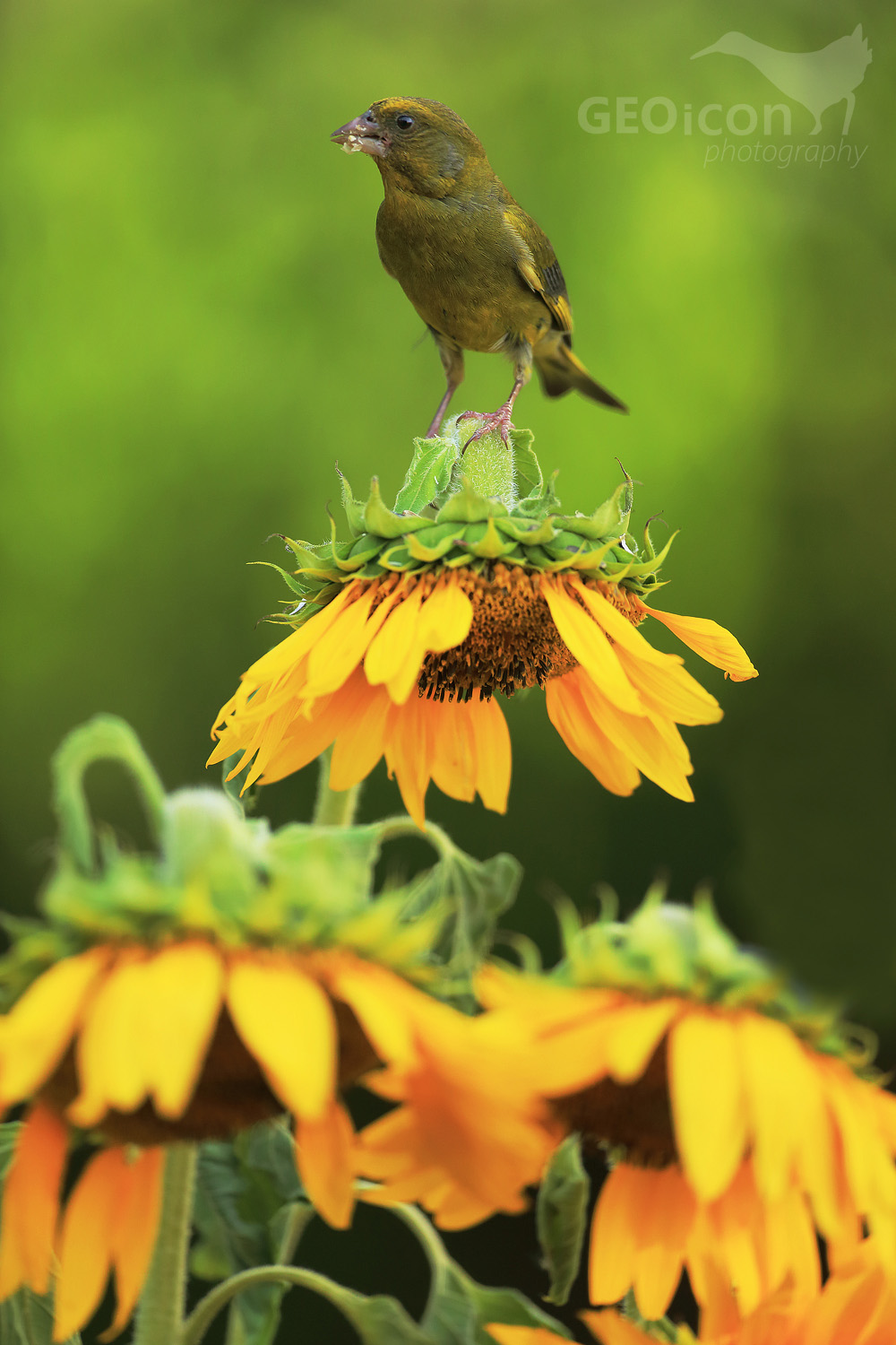 Greenfinch / zvonek zelený (Carduelis chloris)
