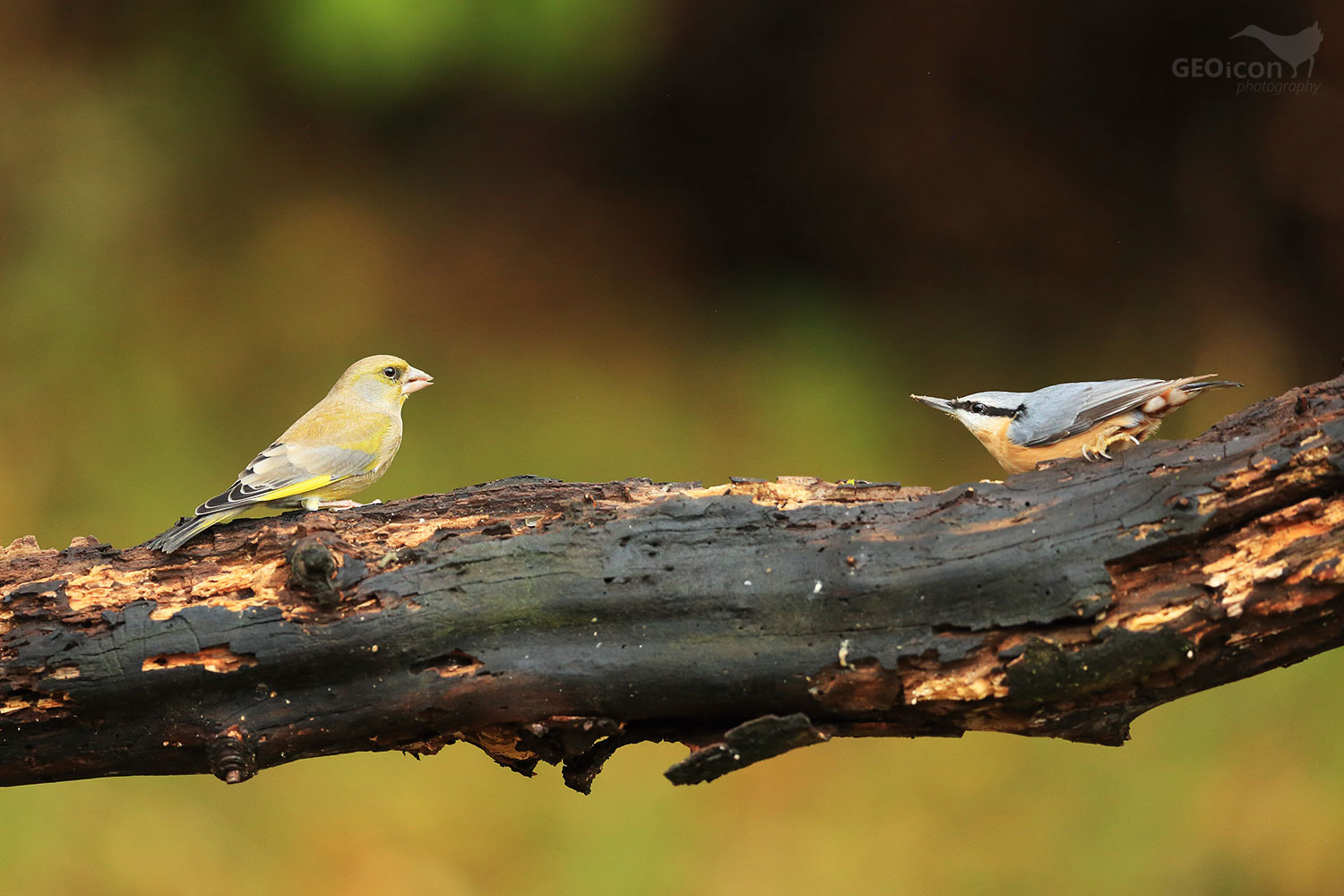 Greenfinch / zvonek zelený (Carduelis chloris)