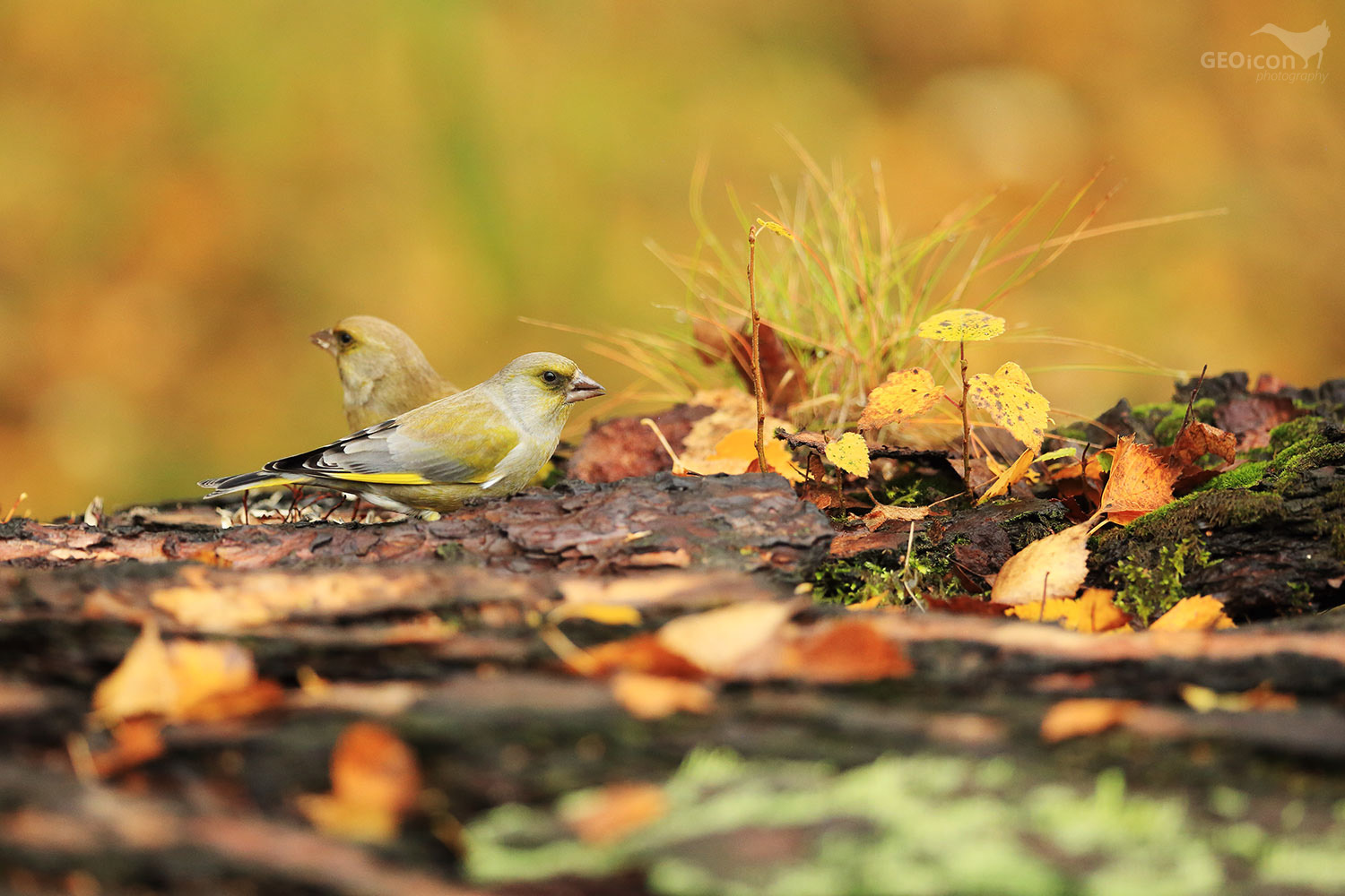 Greenfinch / zvonek zelený (Carduelis chloris)