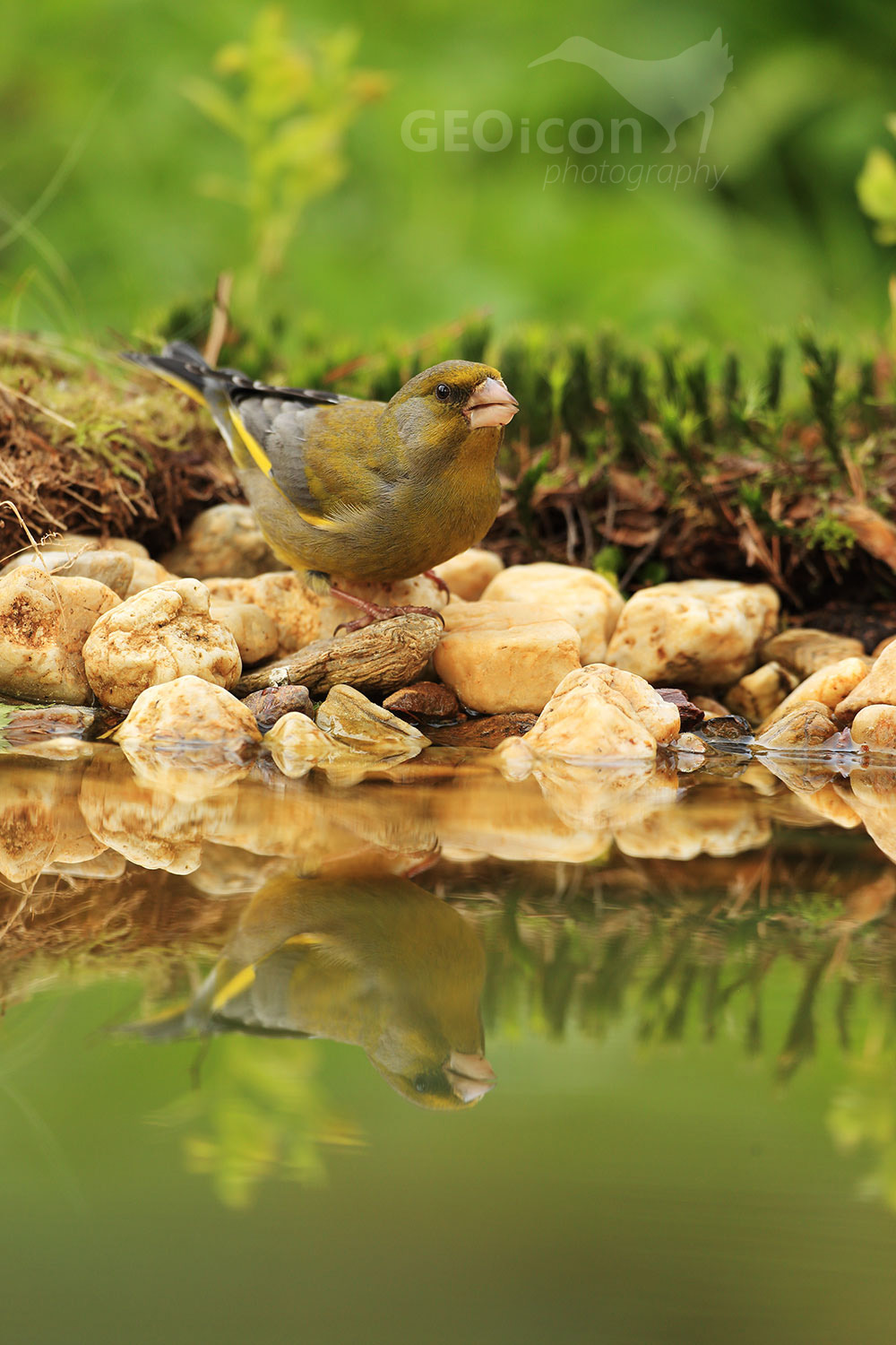Greenfinch / zvonek zelený (Carduelis chloris)