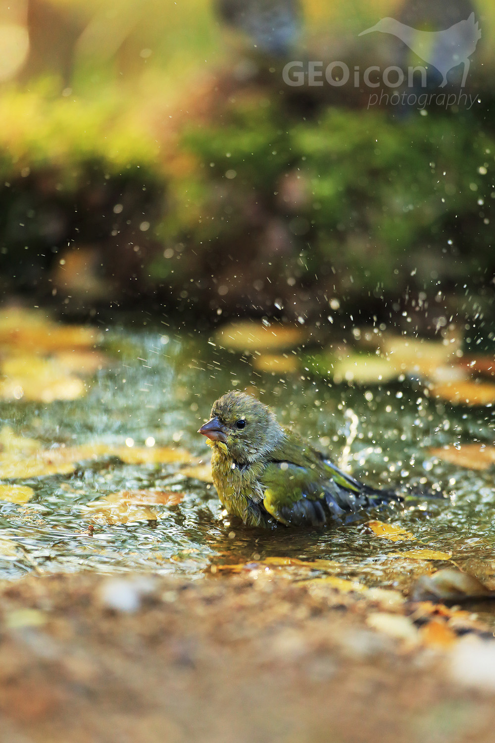 Greenfinch / zvonek zelený (Carduelis chloris)