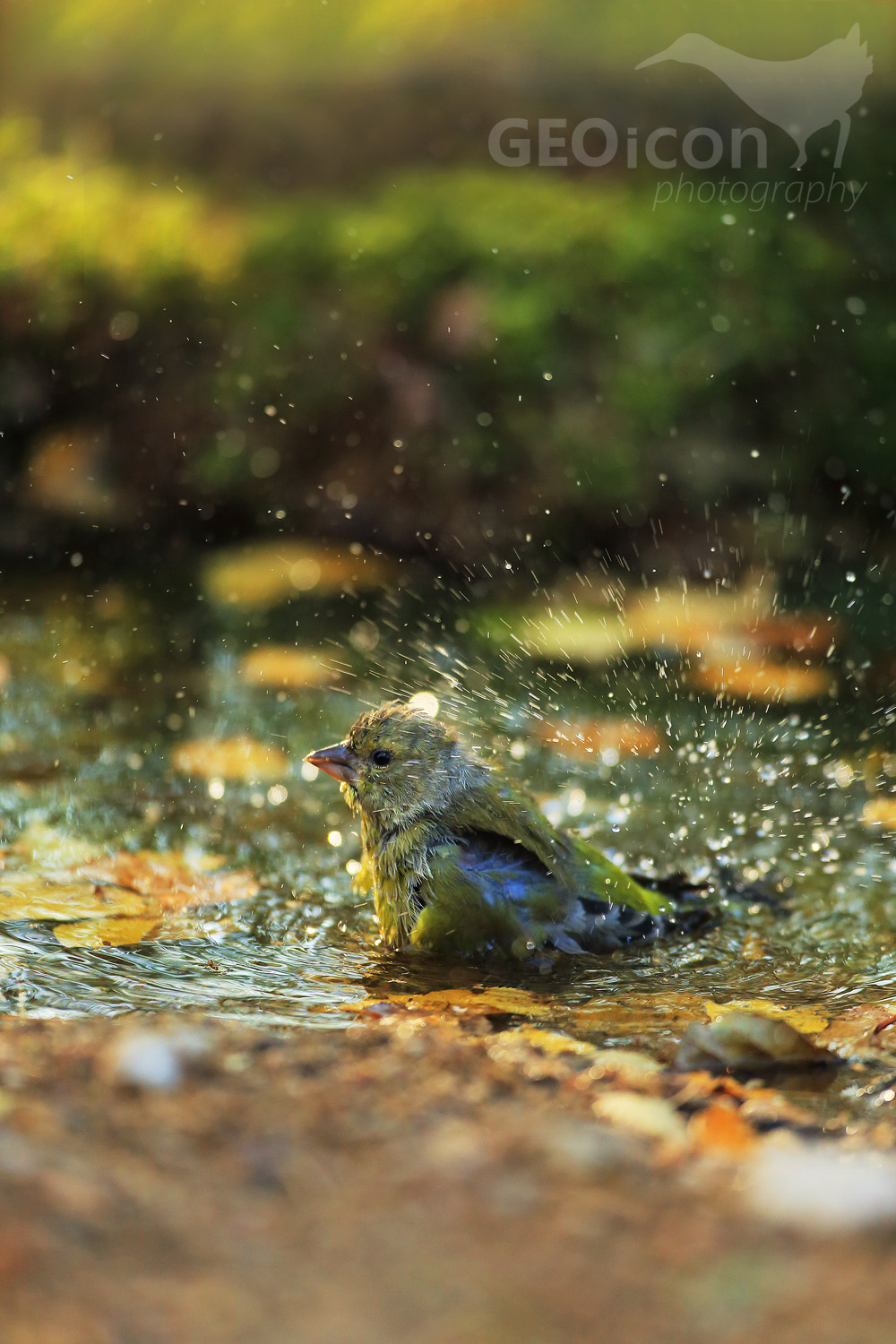 Greenfinch / zvonek zelený (Carduelis chloris)