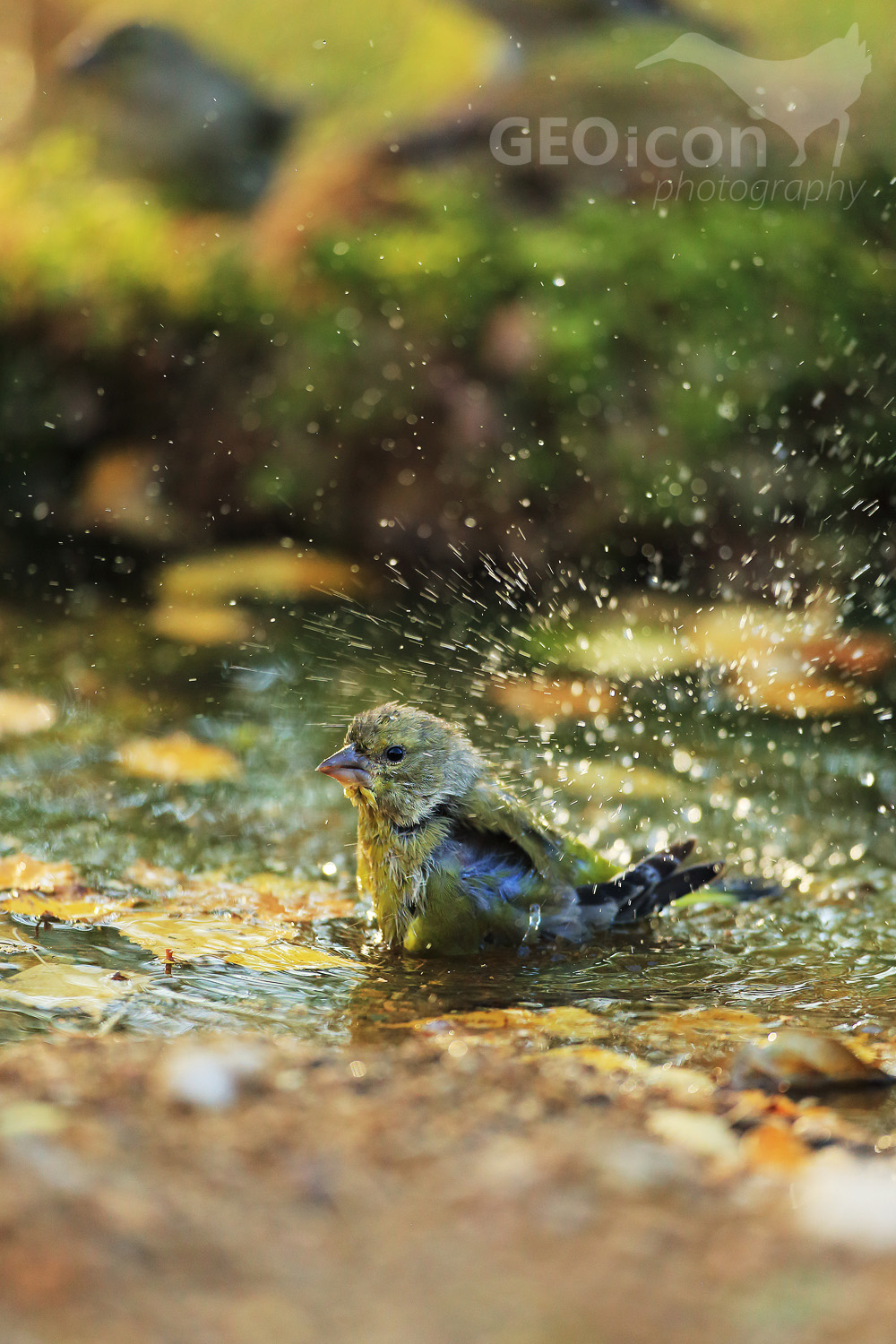 Greenfinch / zvonek zelený (Carduelis chloris)