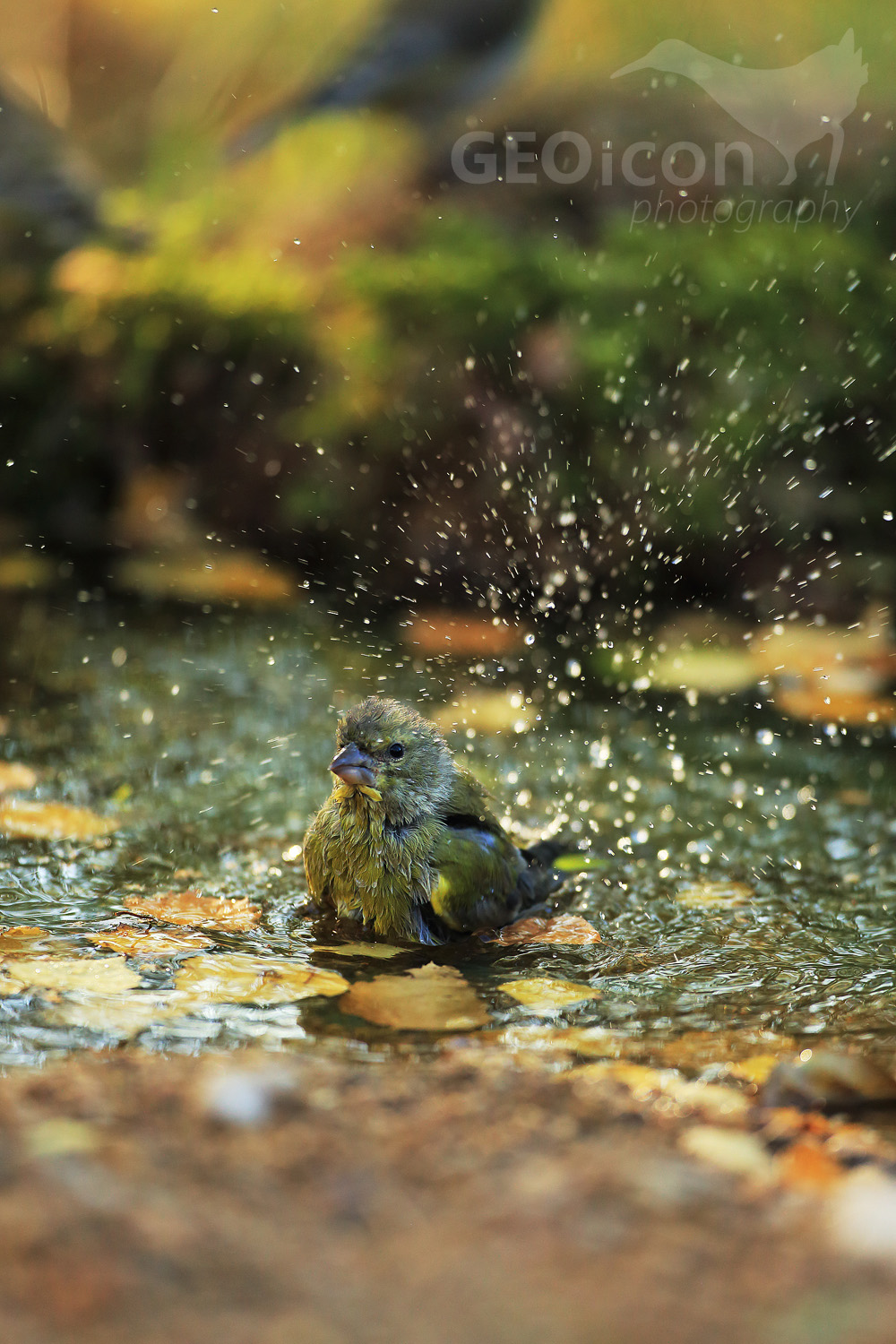 Greenfinch / zvonek zelený (Carduelis chloris)