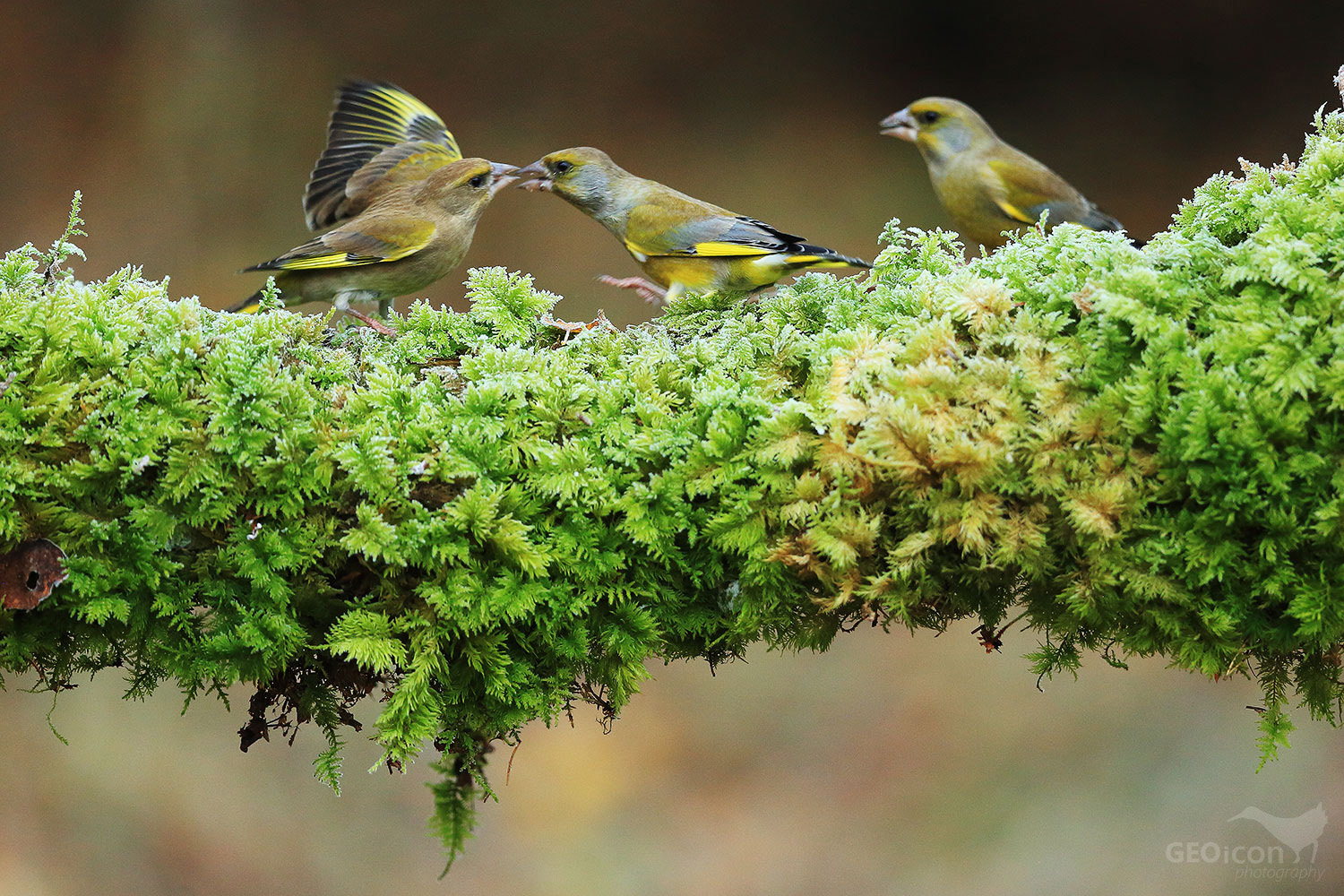 Greenfinch / zvonek zelený (Carduelis chloris)