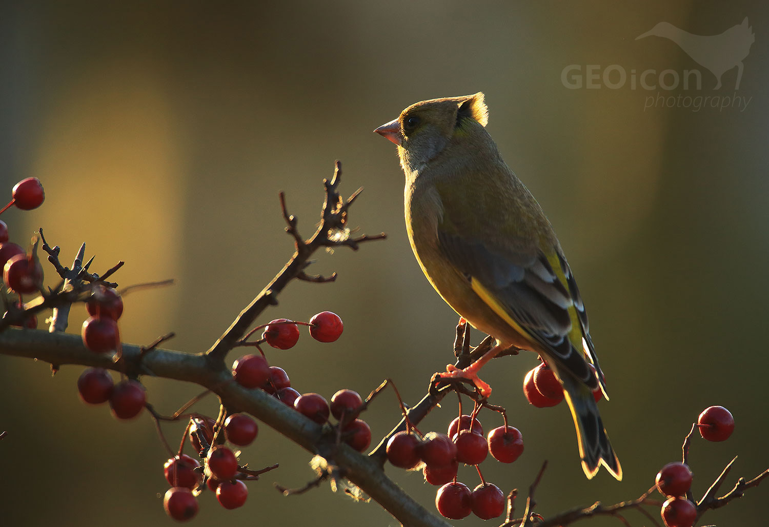 Greenfinch / zvonek zelený (Carduelis chloris)