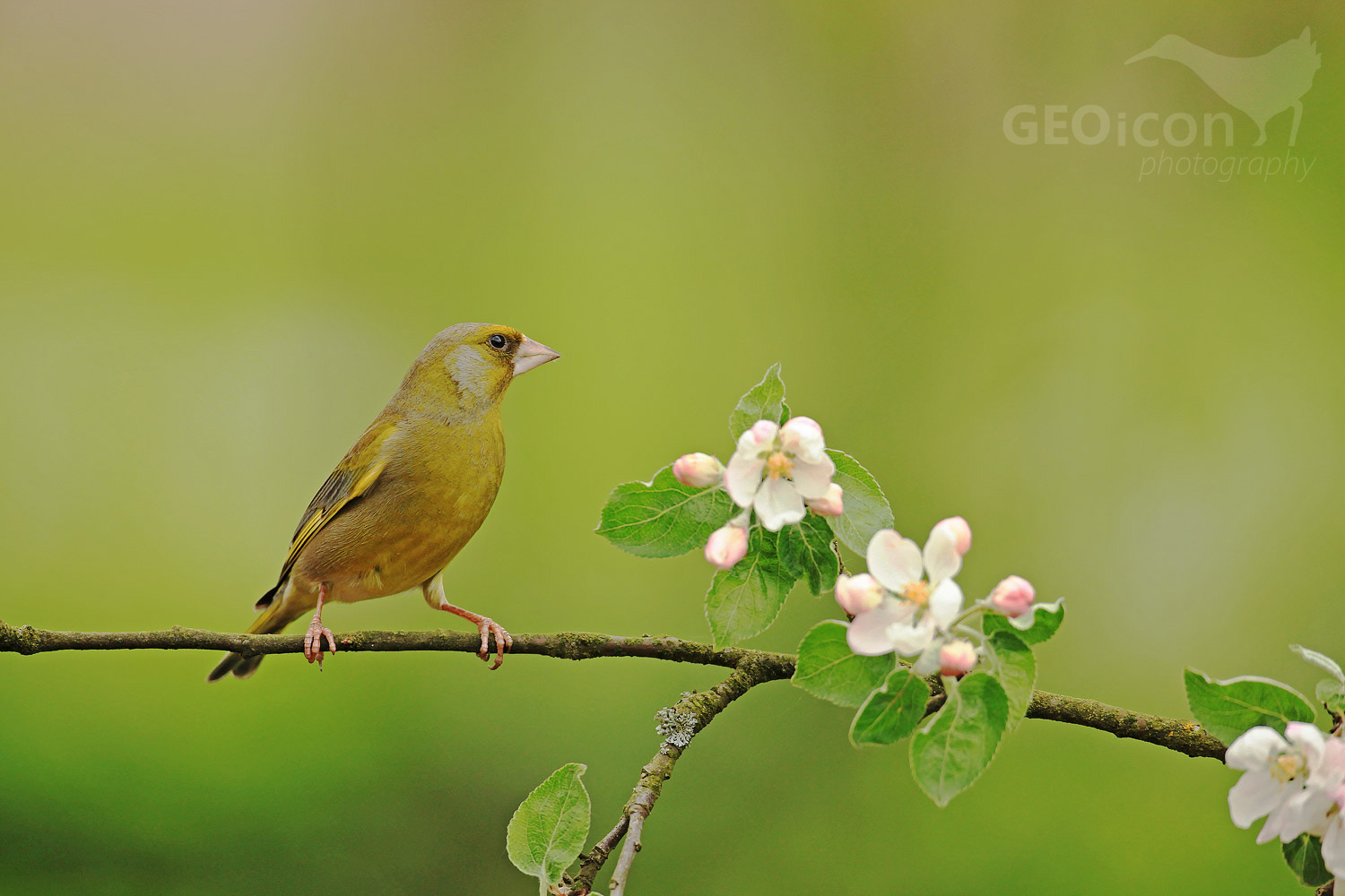 Greenfinch / zvonek zelený (Carduelis chloris)